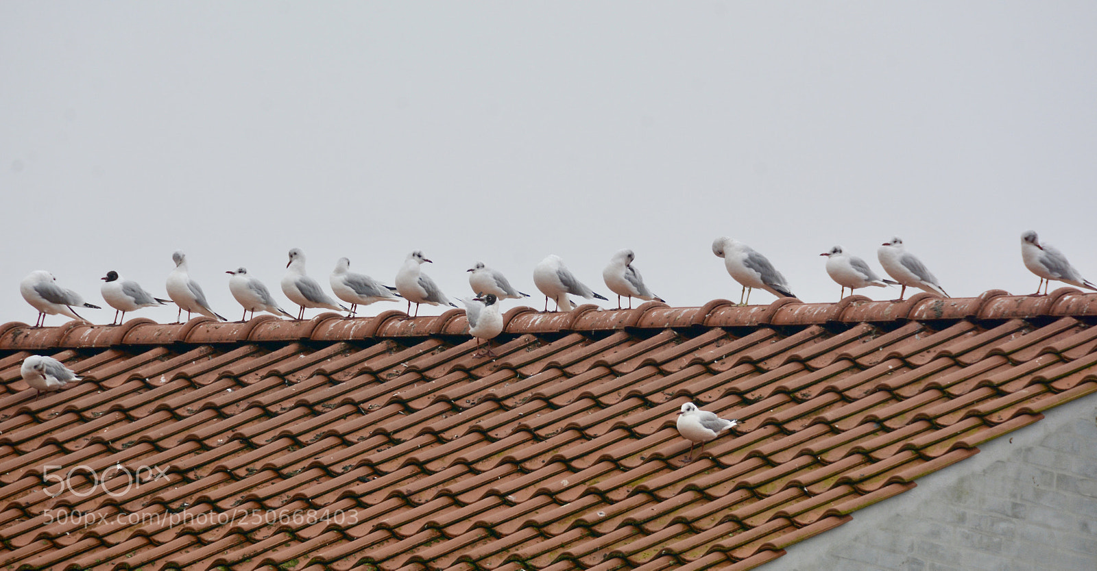 Nikon D7100 sample photo. Peaceable .......... photography