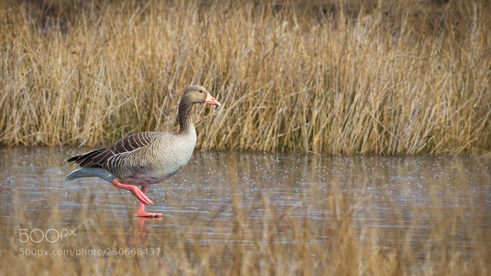 Canon EOS 60D sample photo. Walking on ice photography