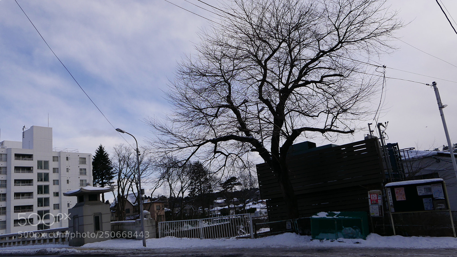 Leica D-Lux (Typ 109) sample photo. 冬日午后。。。 photography