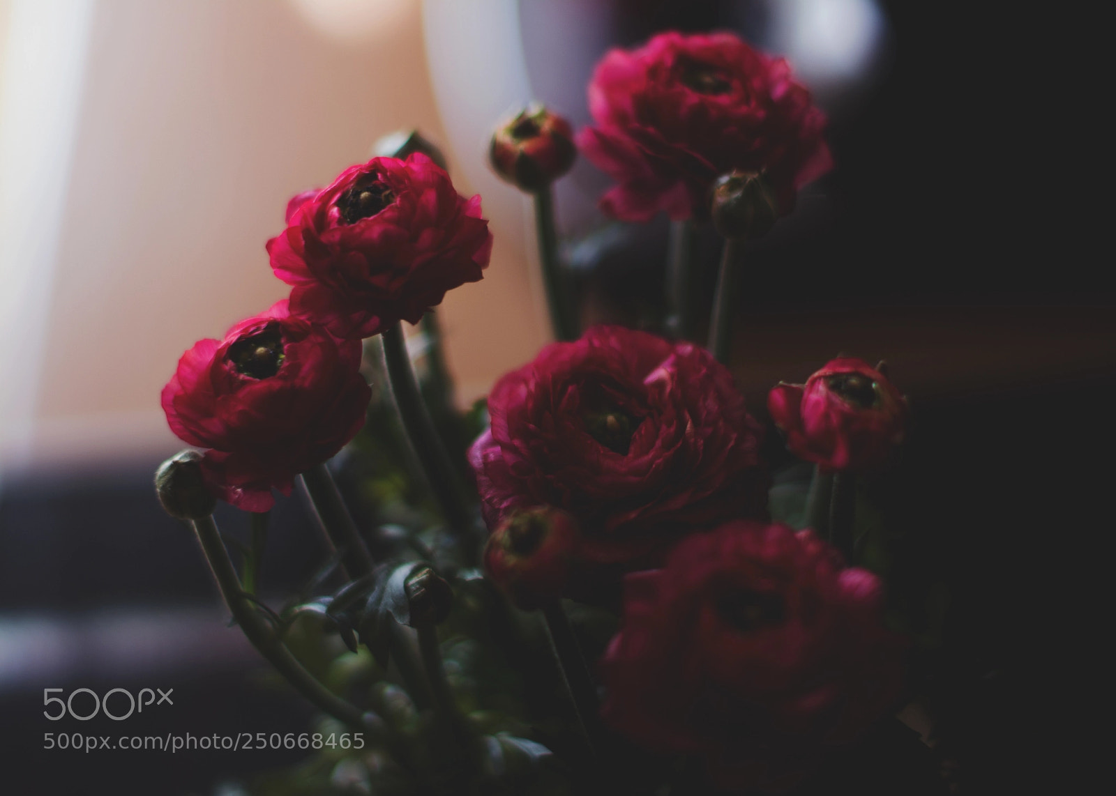 Nikon D5200 sample photo. Ranunculus photography
