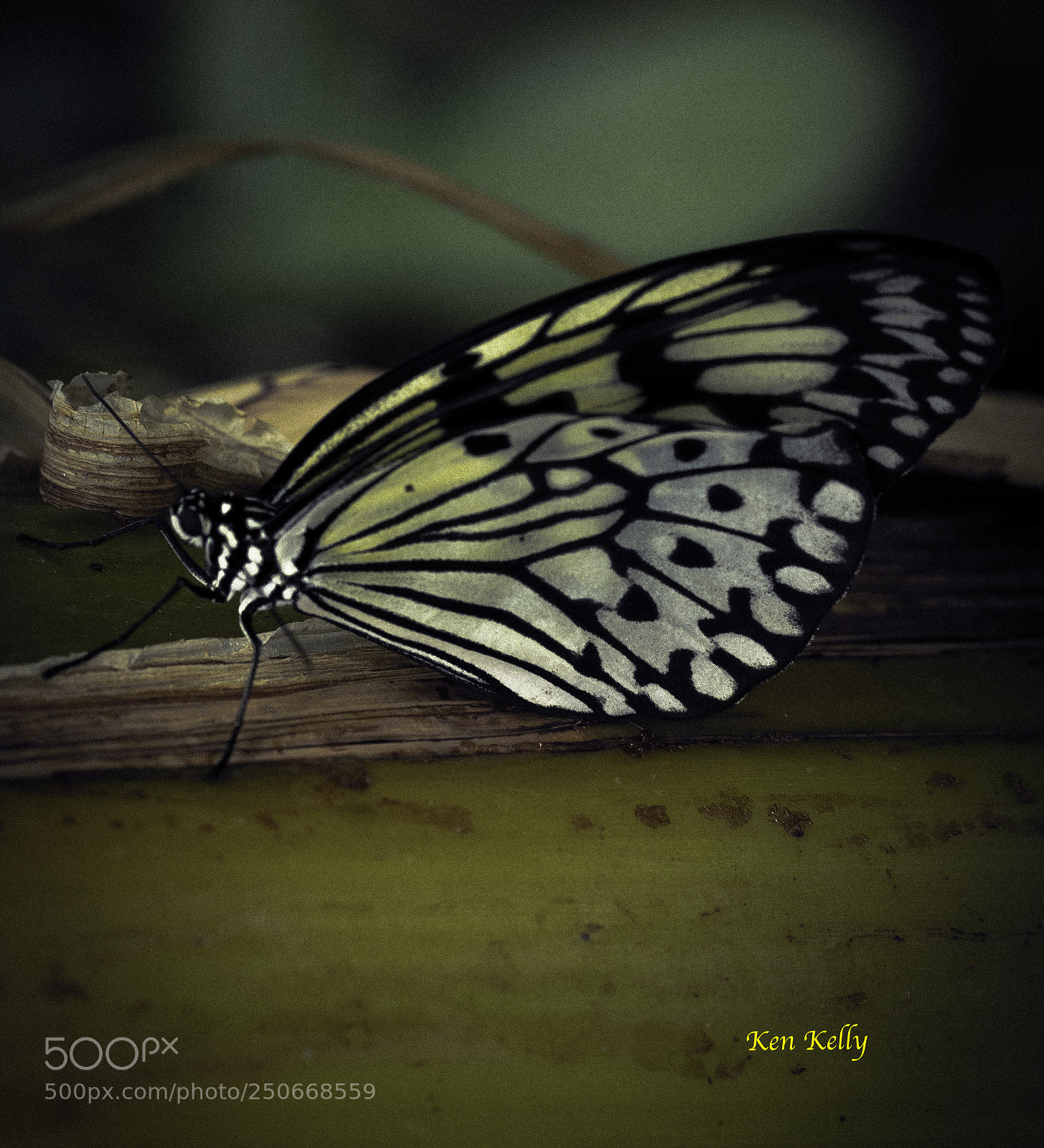 Canon EOS 7D Mark II sample photo. White tree nymph butterfly photography