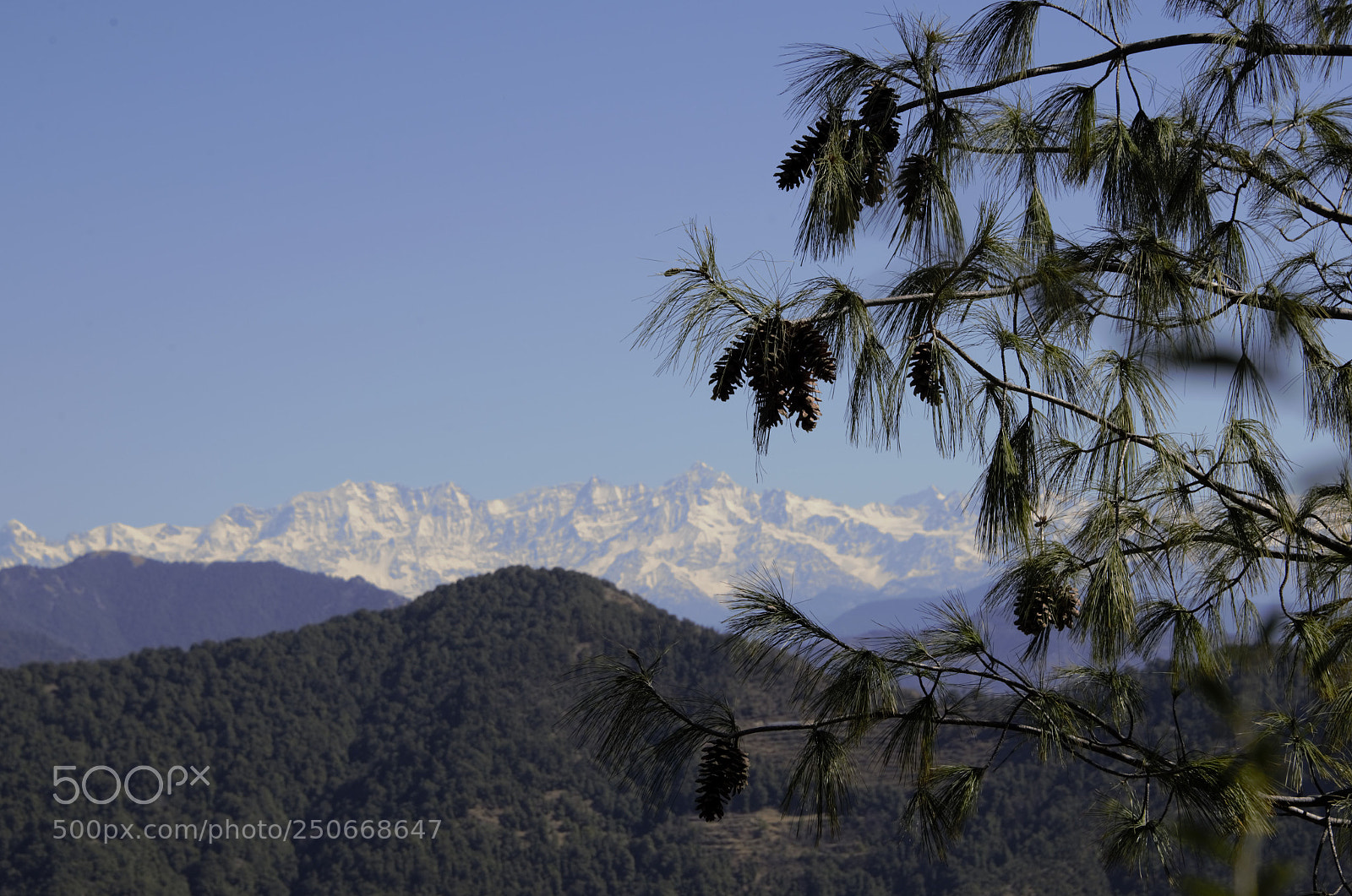 Nikon D610 sample photo. Blue pine photography