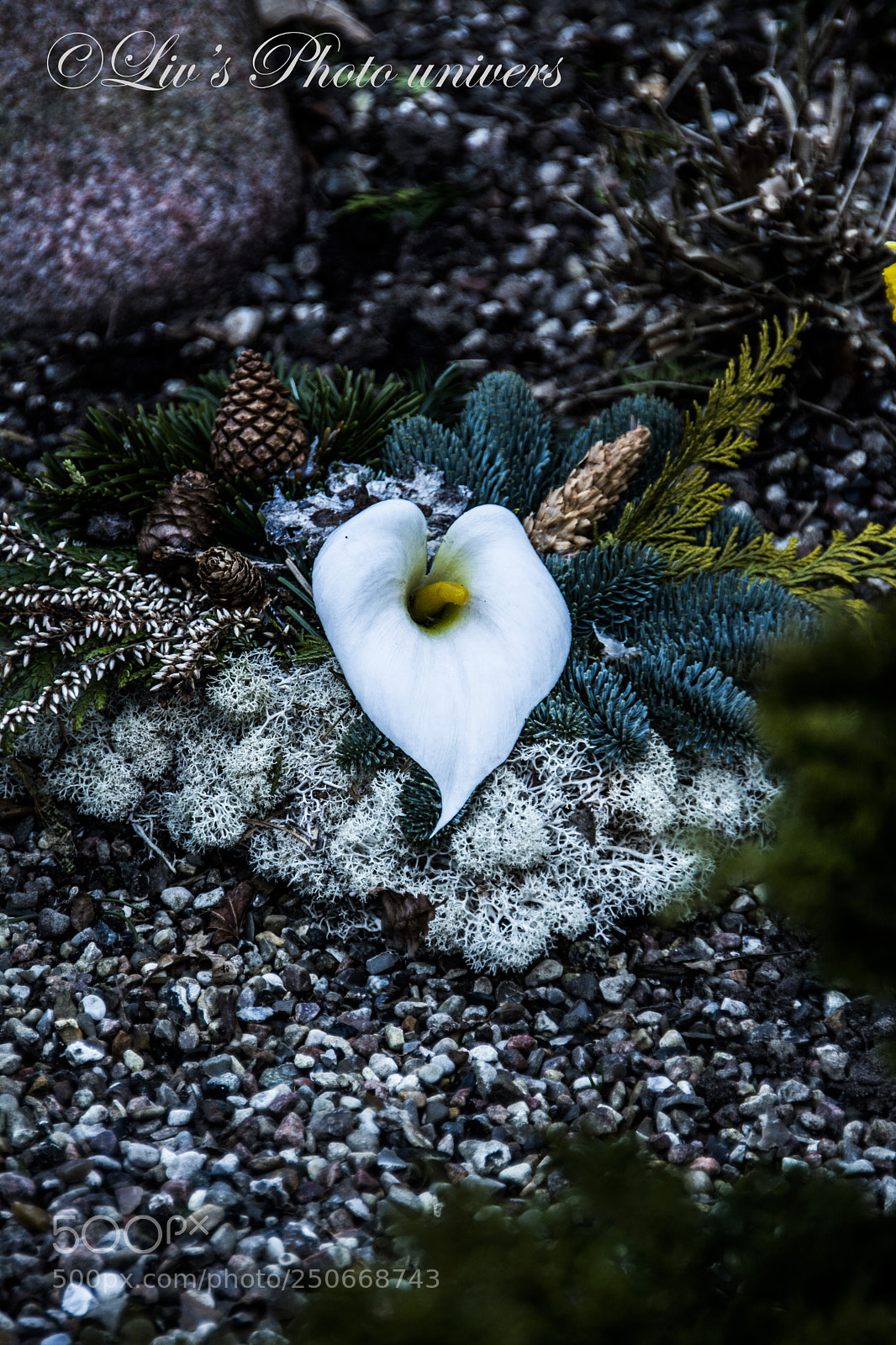 Nikon D5200 sample photo. Blomst photography