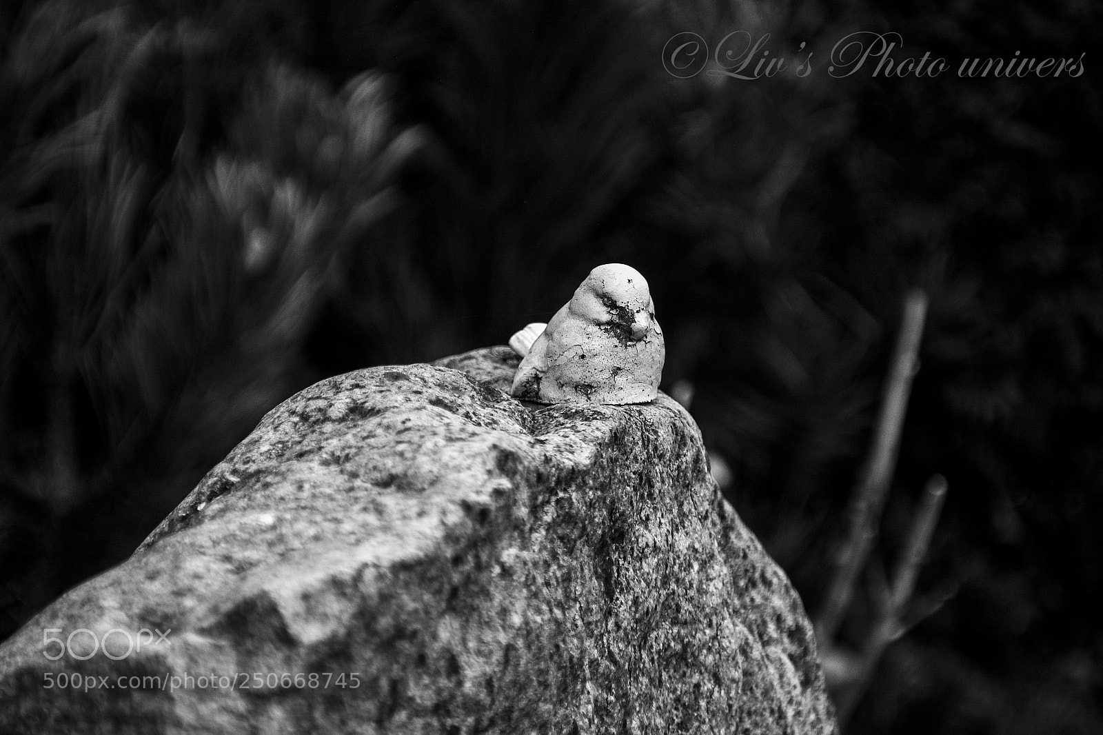 Nikon D5200 sample photo. Birdie photography