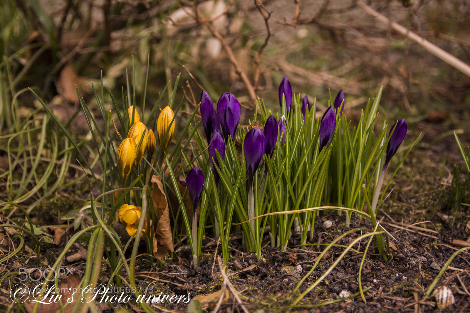 Nikon D5200 sample photo. Flere blomster photography
