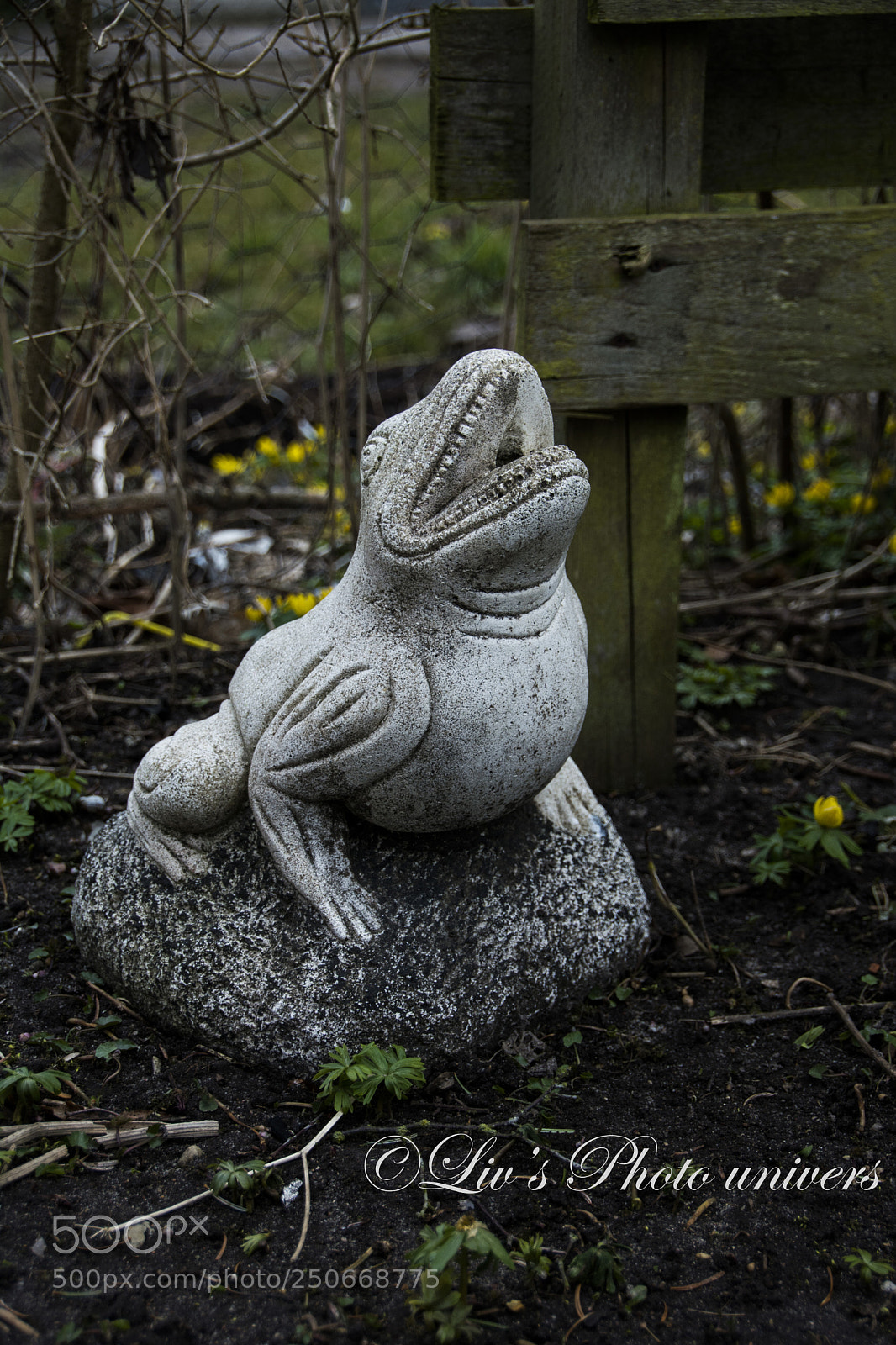 Nikon D5200 sample photo. Froggy photography
