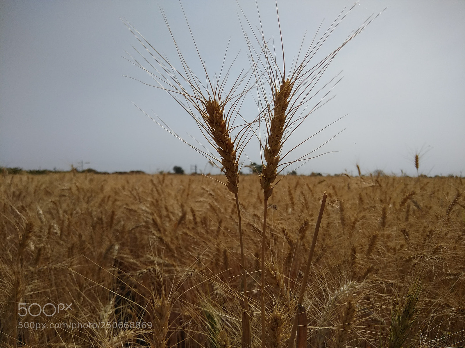 Xiaomi Redmi Note 4 sample photo. Untitled photography