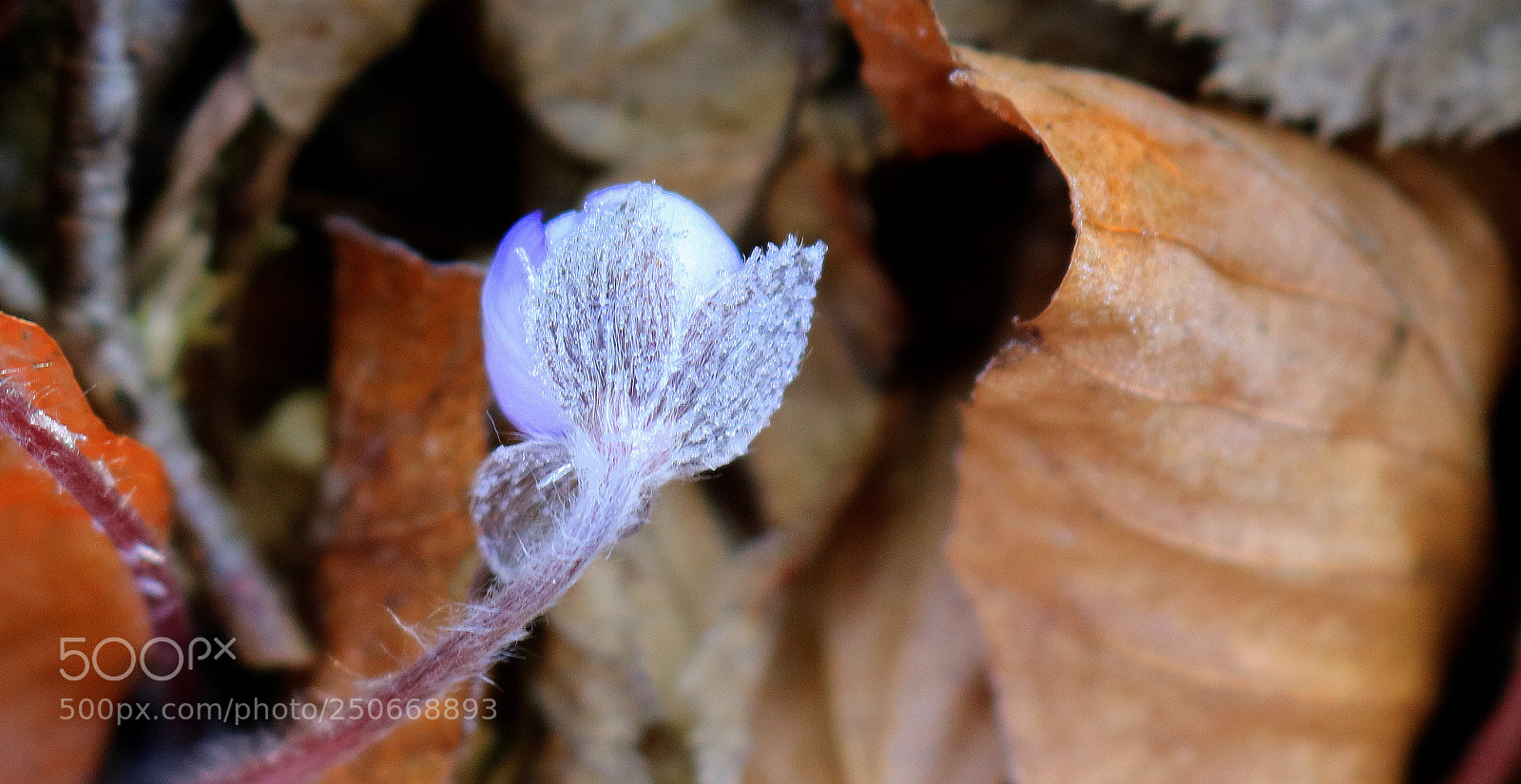 Canon EOS 750D (EOS Rebel T6i / EOS Kiss X8i) sample photo. "(un)reifes blÜmchen" photography