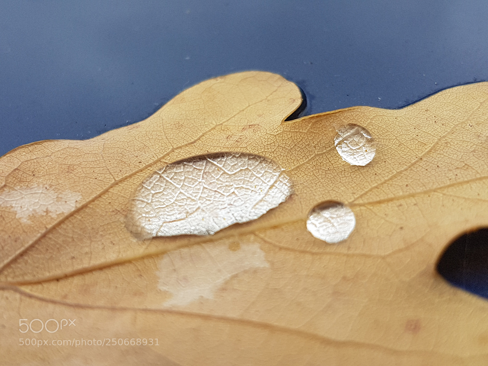 Samsung Galaxy S7 Edge sample photo. Dewdrop on a leaf photography