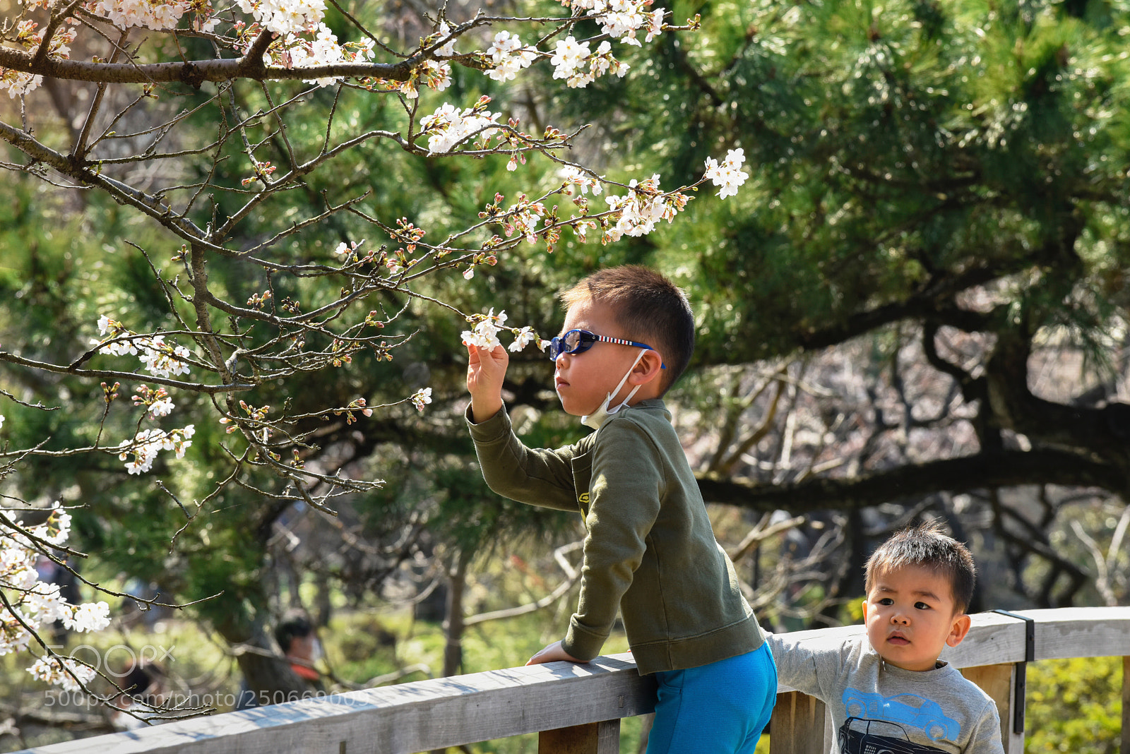 Nikon D810 sample photo. Sakura examination photography