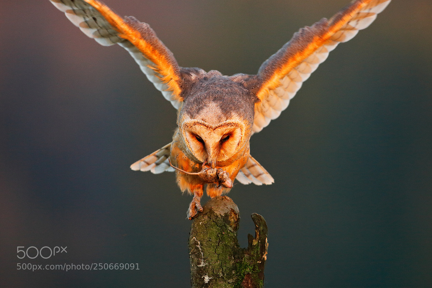 Canon EOS 5D Mark II sample photo. Barn owl (tyto alba) photography