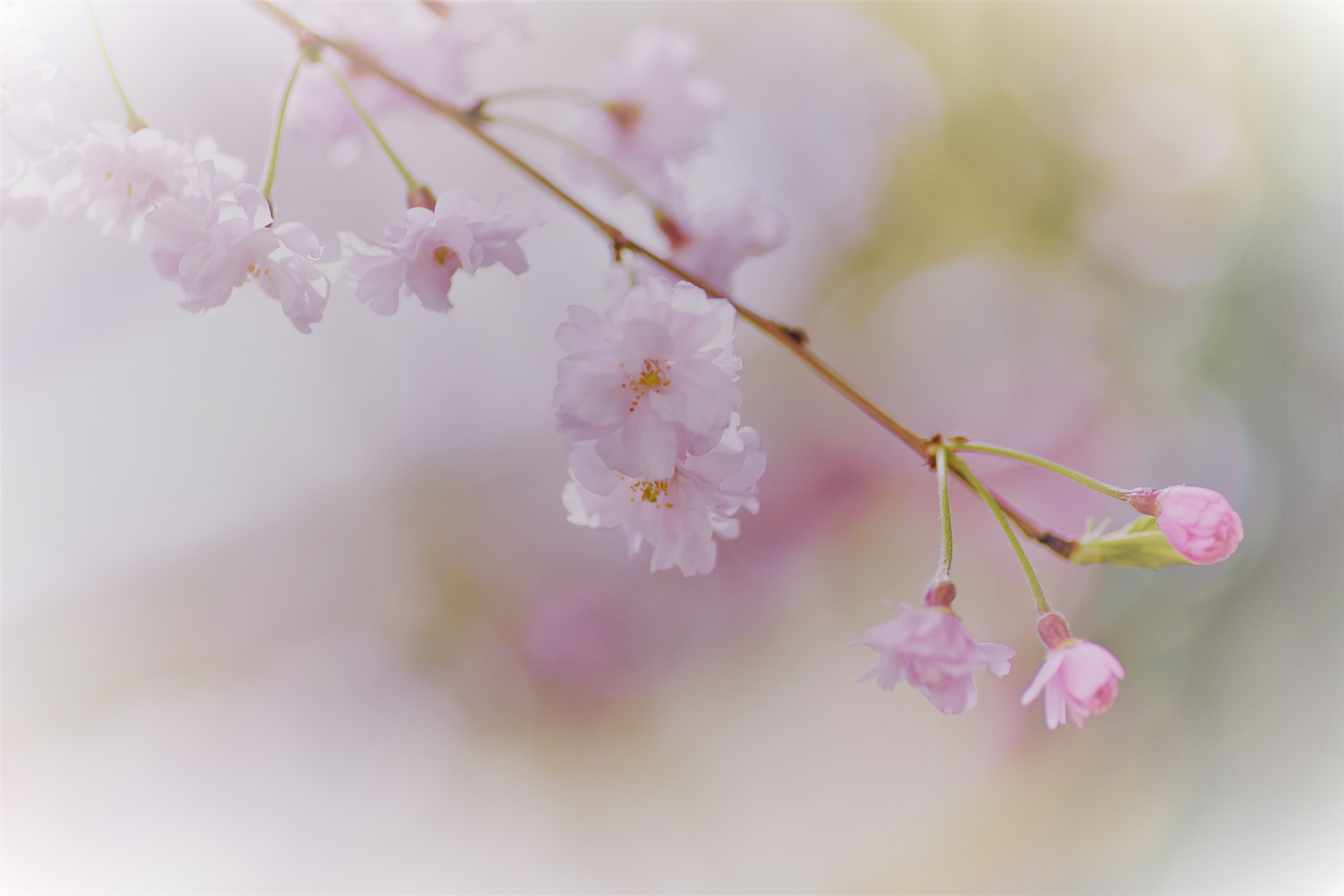 Nikon D750 sample photo. Cherry blossoms♪ photography
