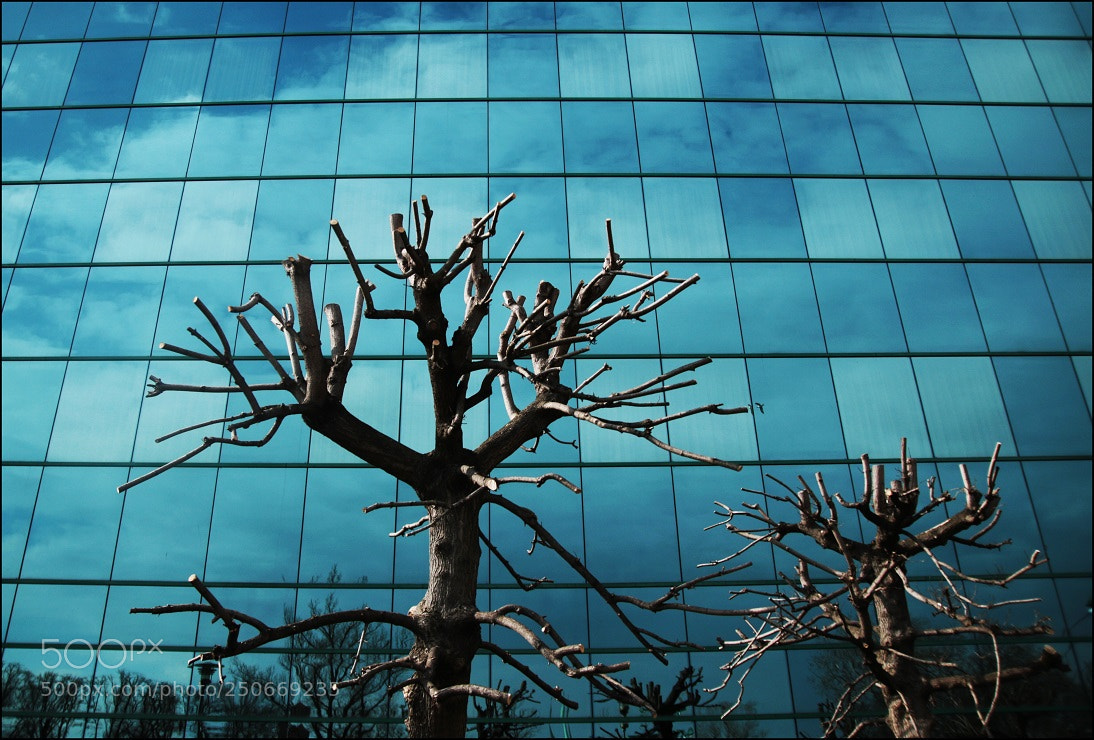 Canon EOS 7D Mark II sample photo. Untitled photography