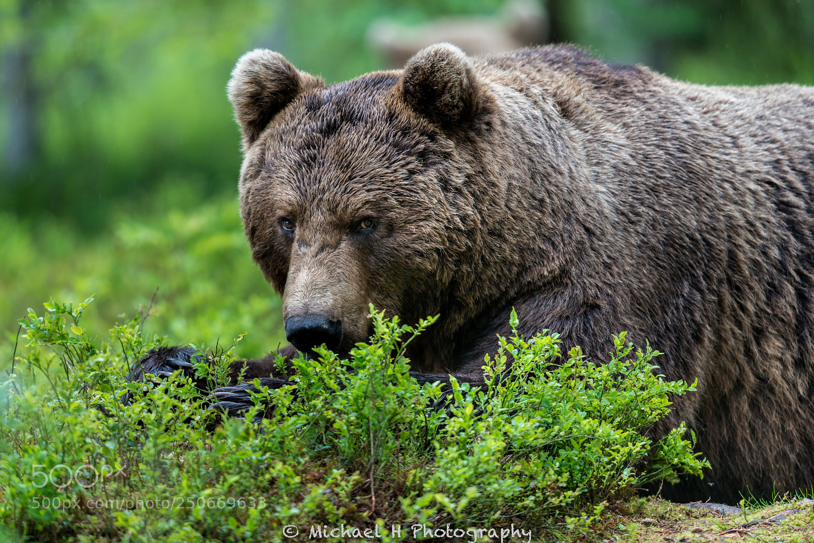Nikon D800 sample photo. Lazy bear photography
