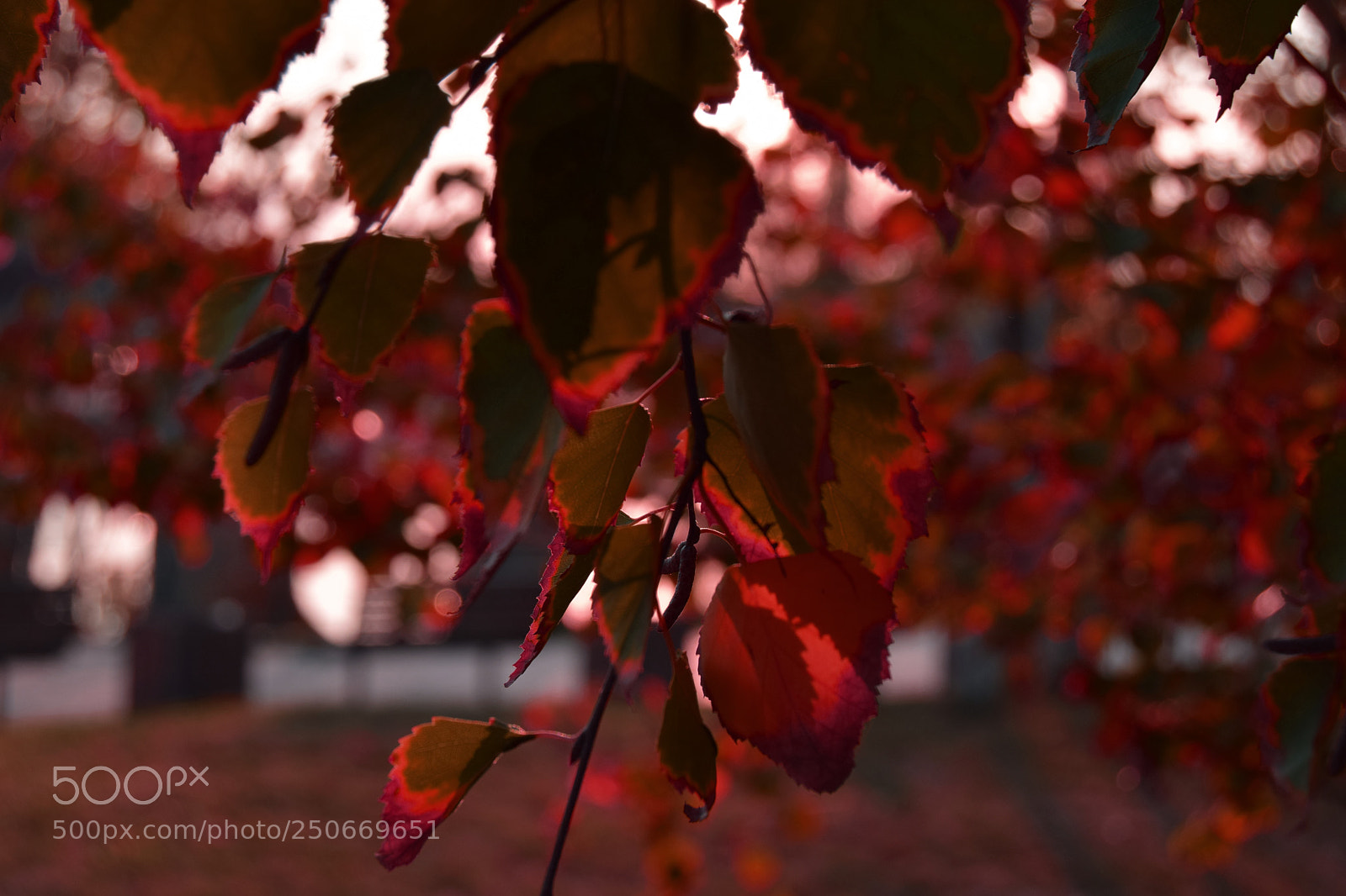 Nikon D3300 sample photo. Autumn photography