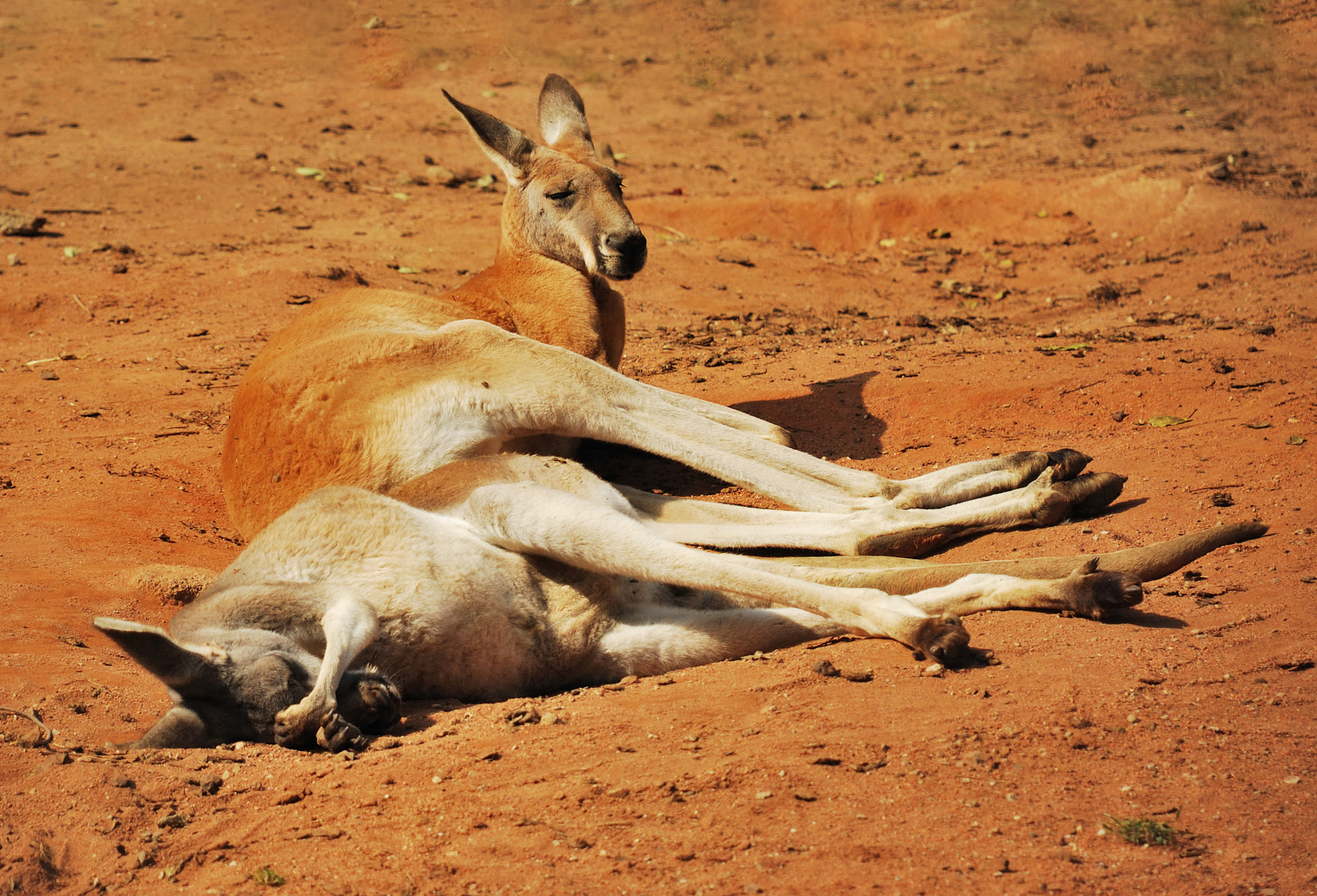 Nikon D40X sample photo. Red kangaroo (macropus rufus) photography