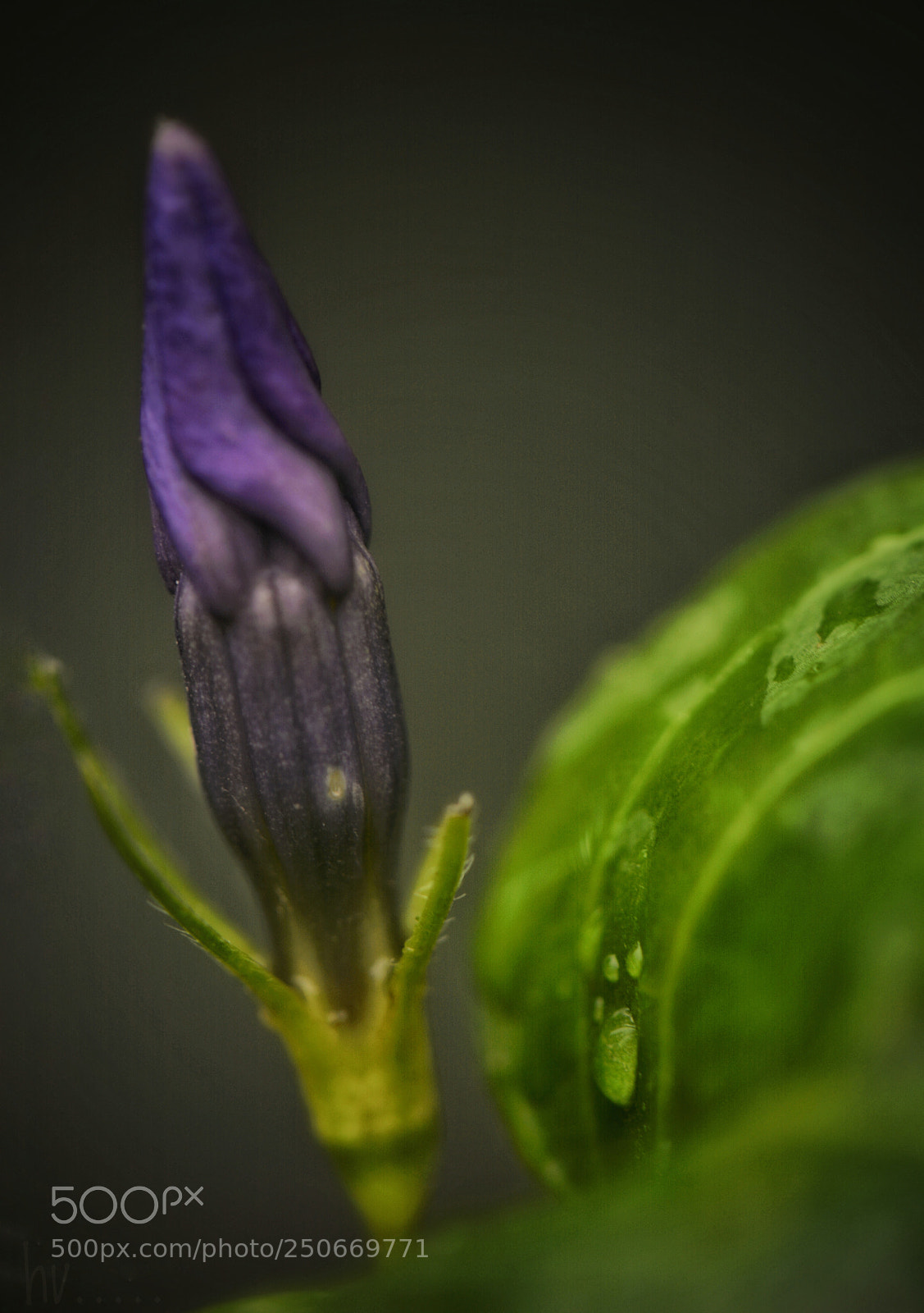 Nikon D7100 sample photo. Purple photography