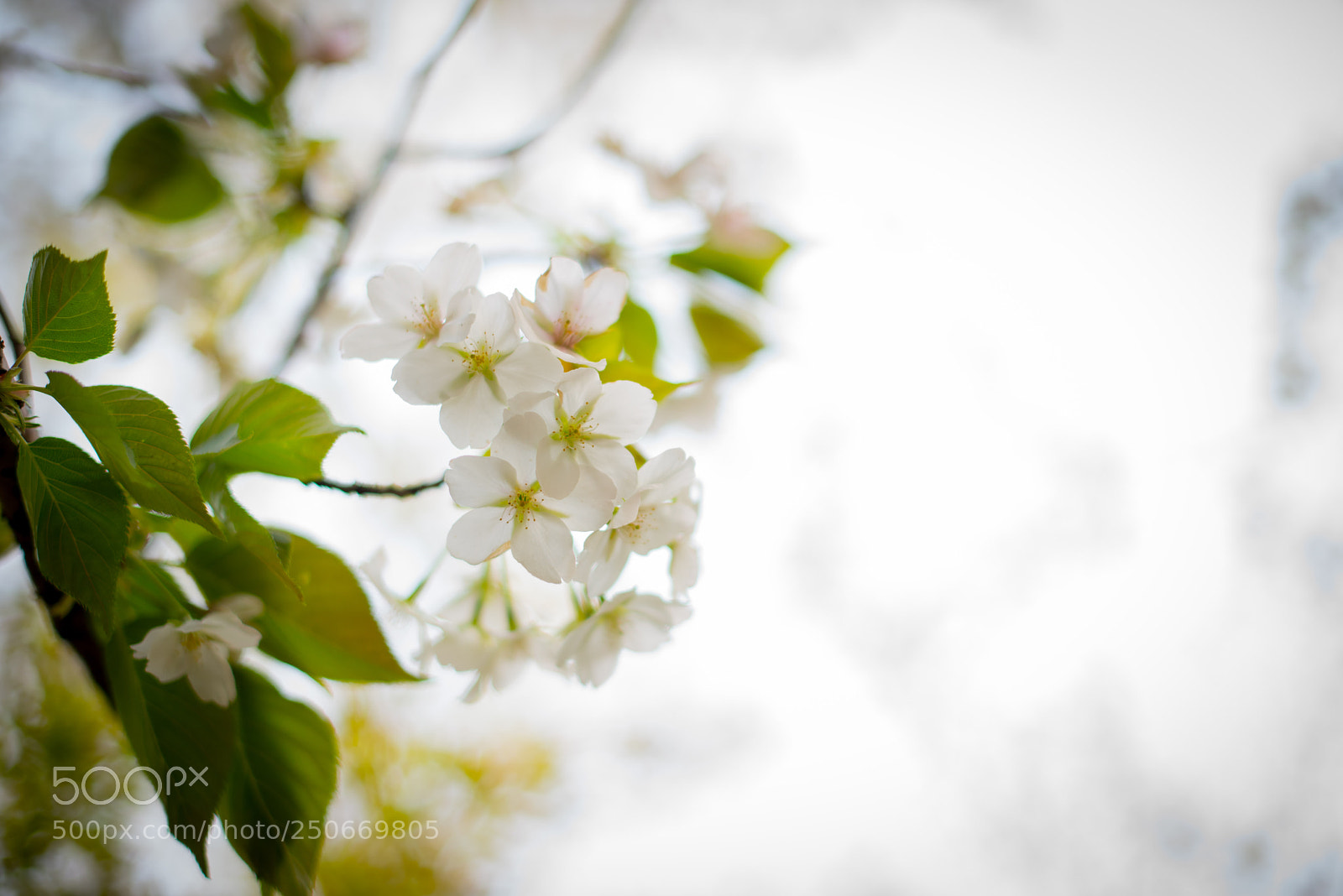 Nikon D750 sample photo. Bright cherry blossoms photography