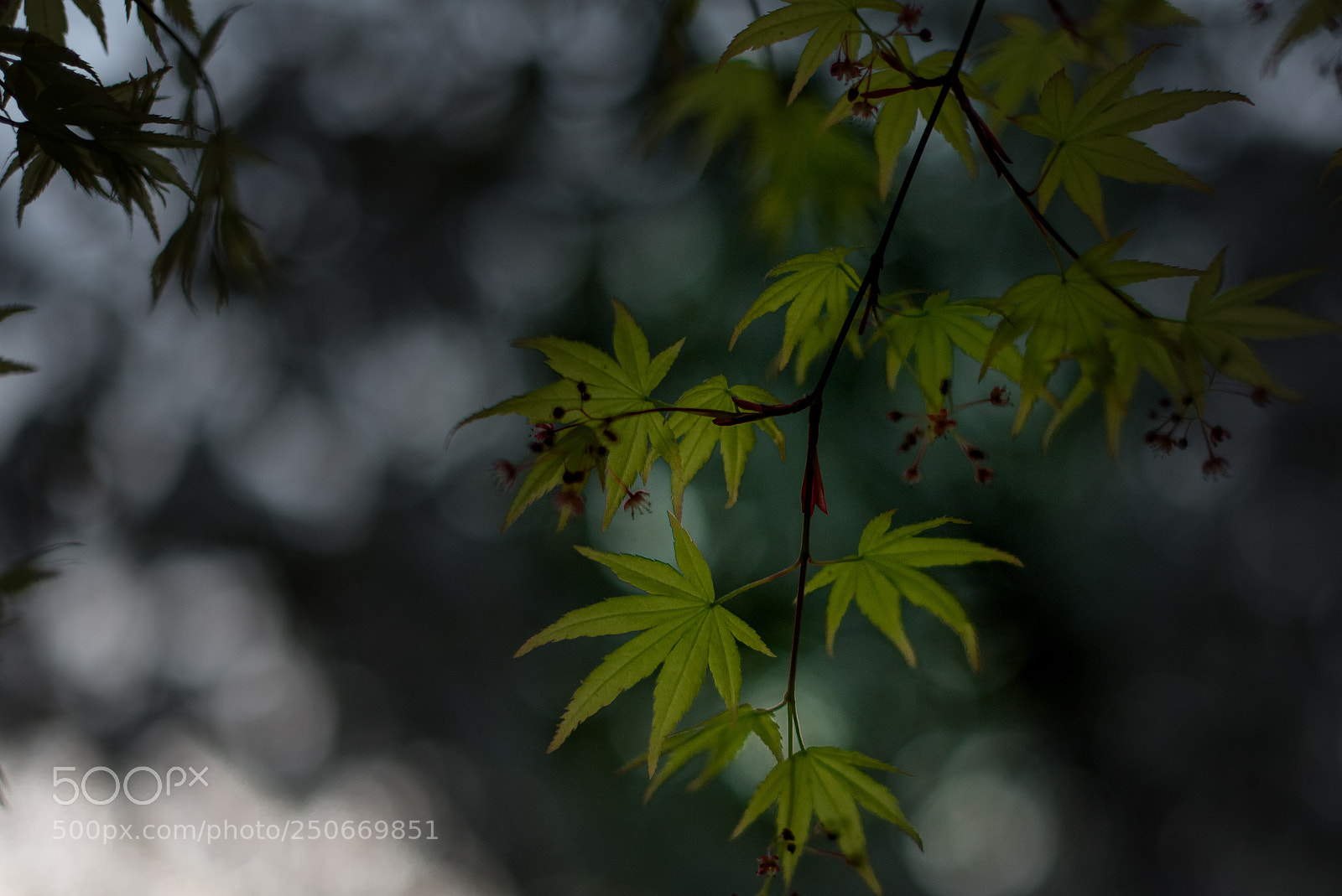 Nikon D750 sample photo. New maple leaves with photography