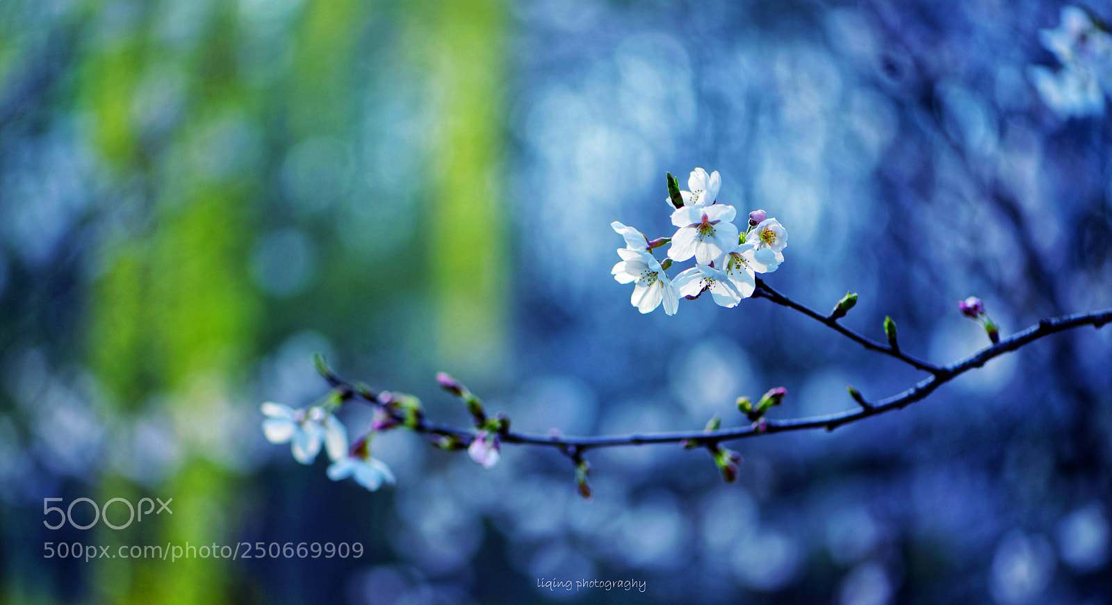 Nikon D810 sample photo. Cherry blossoms photography