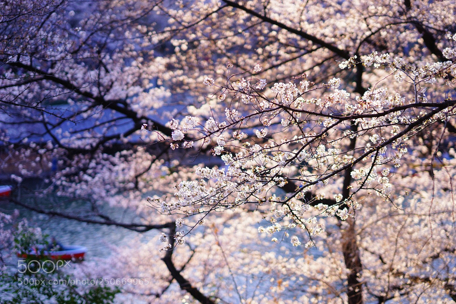 Sony a7 sample photo. Blossom boat river photography