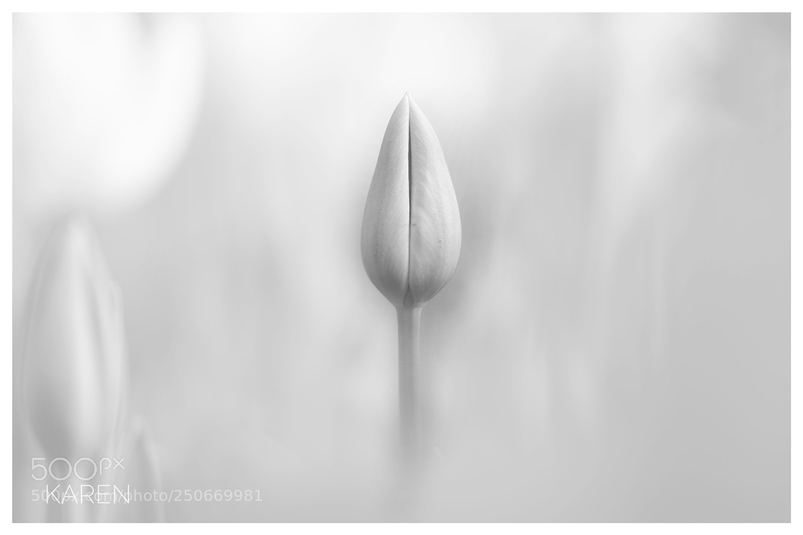 Sony a7R II sample photo. The flower in dream photography