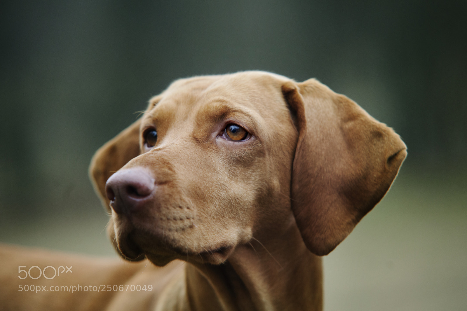 Canon EOS 5D Mark II sample photo. Gretka, portrait photography