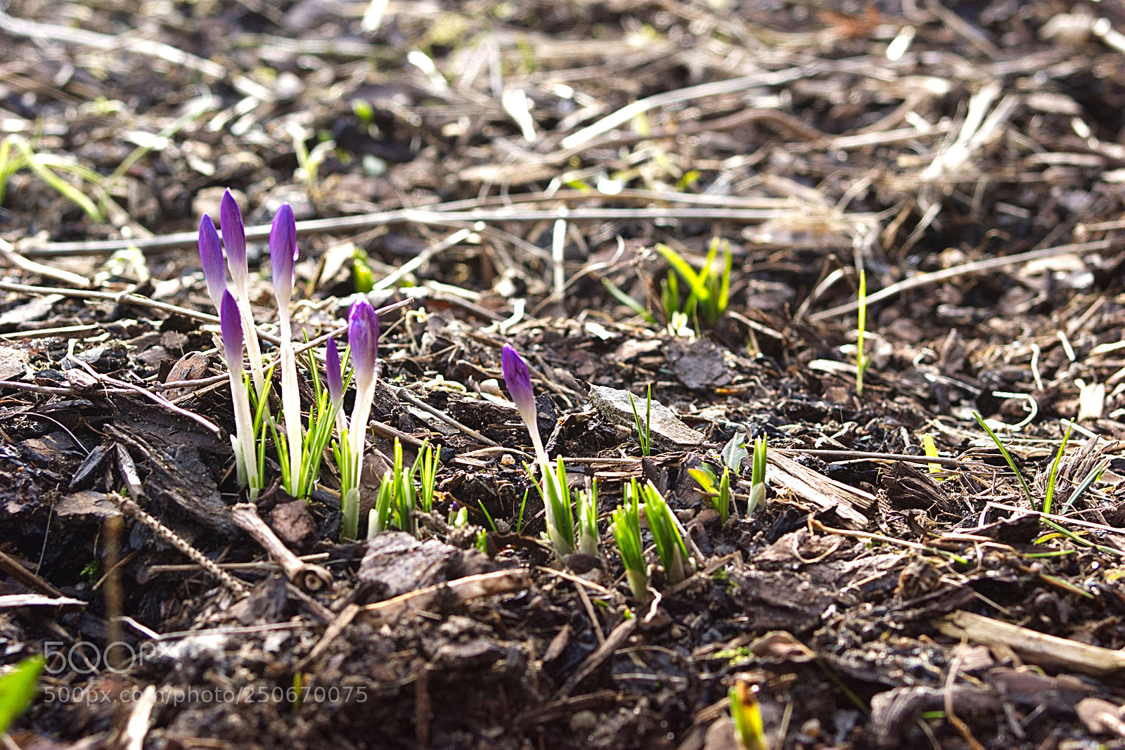 Sony Alpha DSLR-A350 sample photo. Spring photography