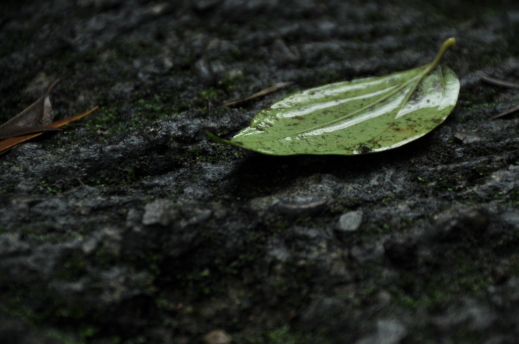Nikon D3S sample photo. .. photography