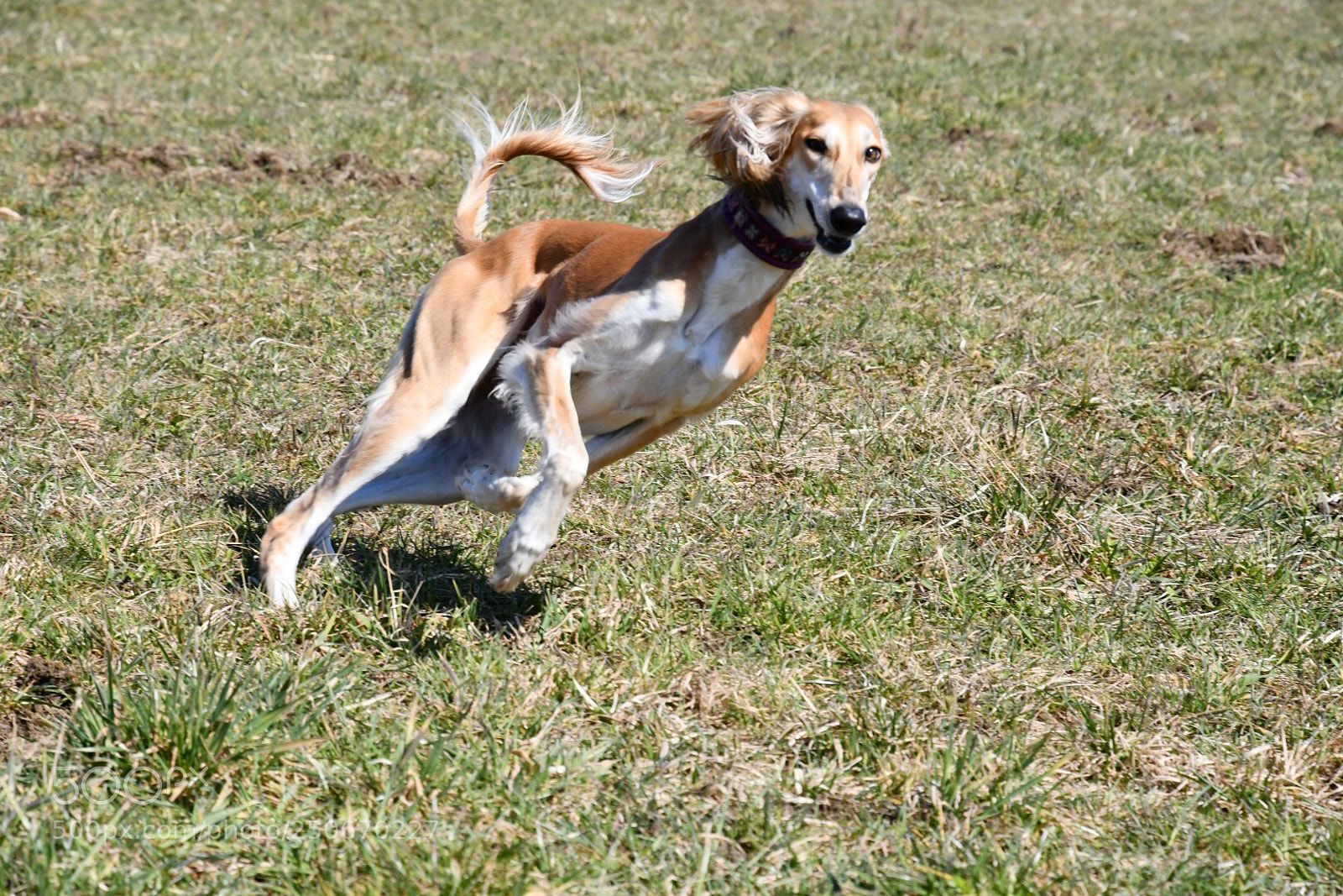 Nikon D7500 sample photo. Persischer windhund photography