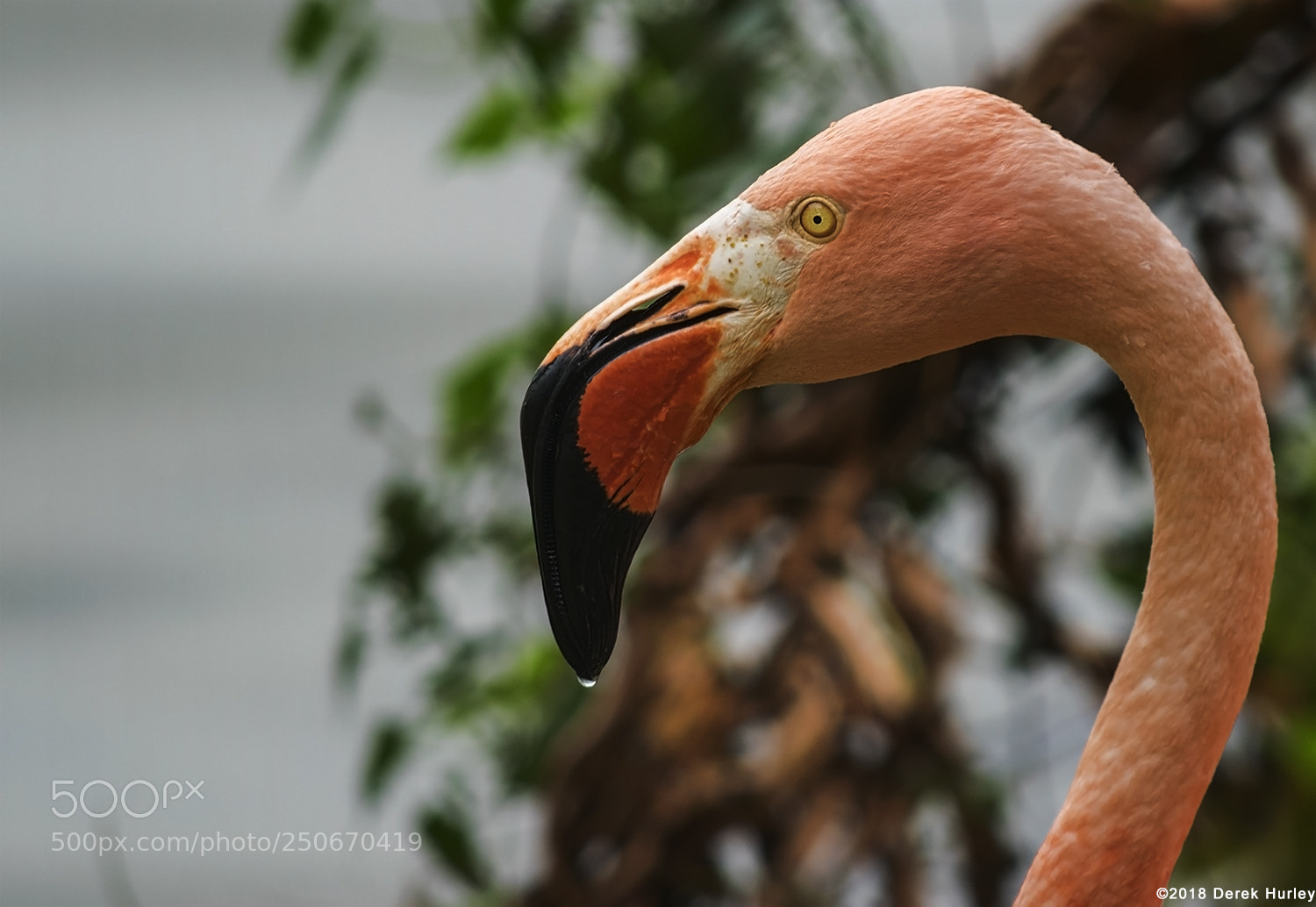 Nikon D5300 sample photo. Flamingo after the rain photography