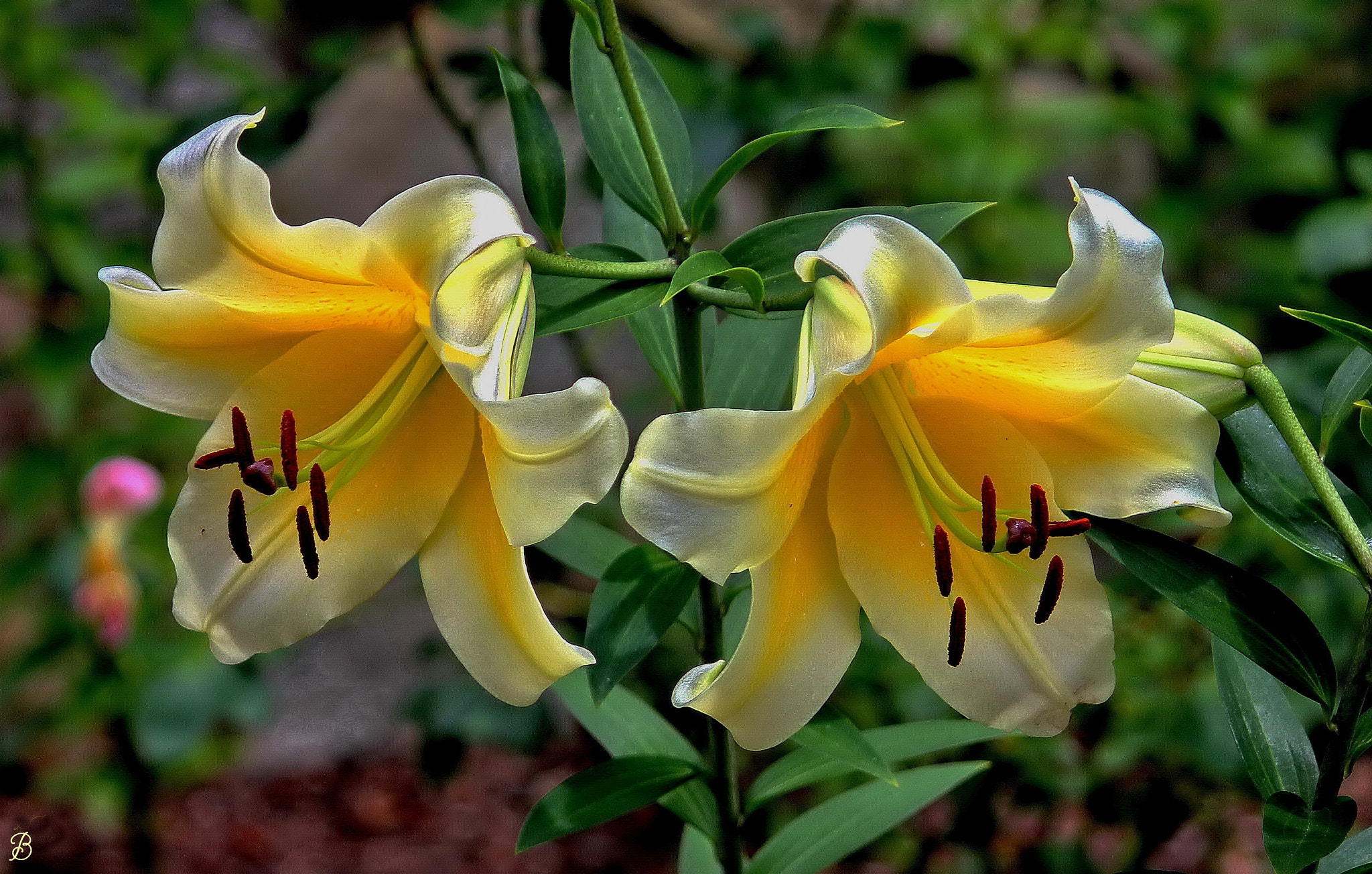 Canon EF-S 55-250mm F4-5.6 IS sample photo. "spring is busting out all over" photography