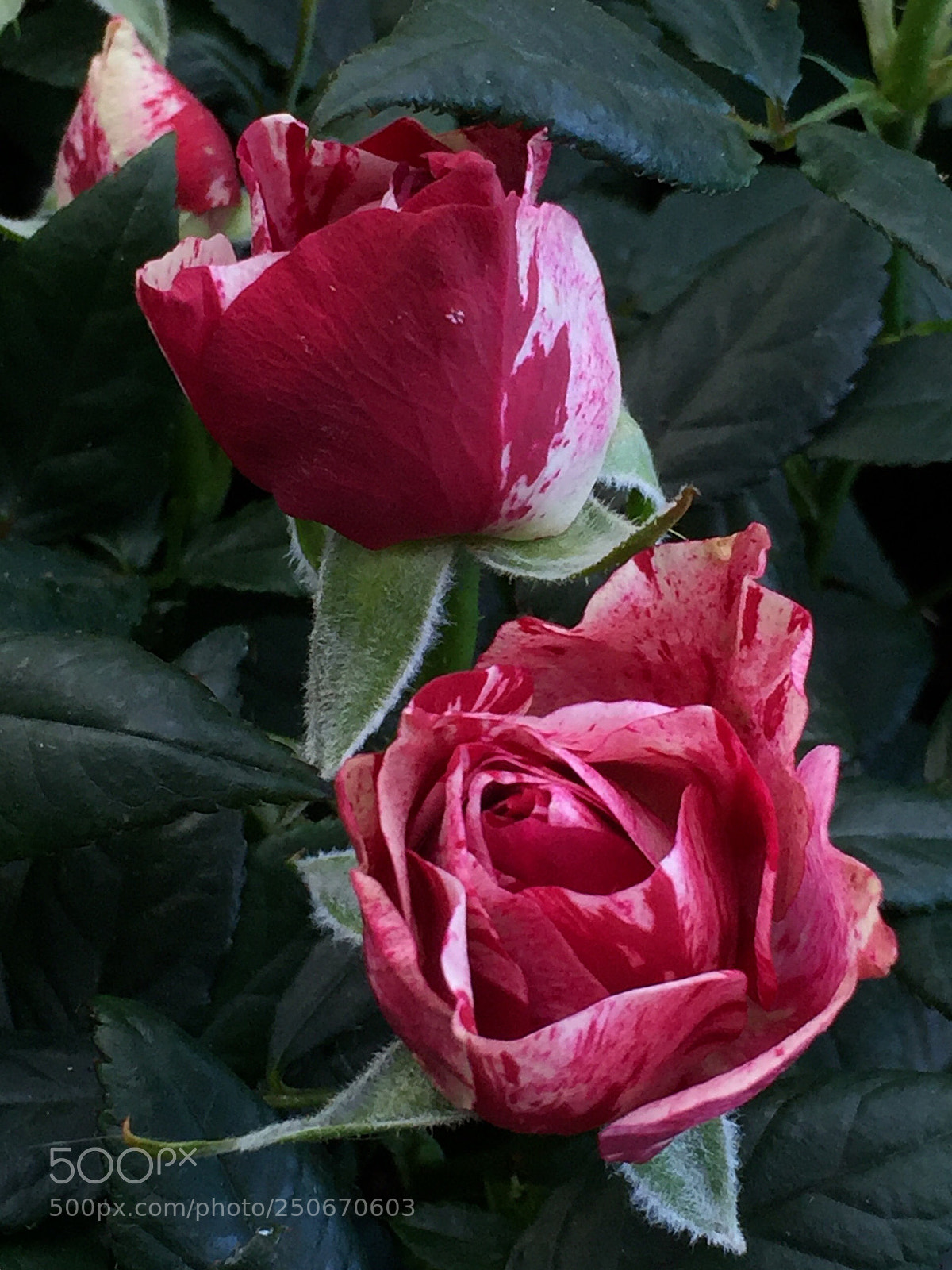 Apple iPhone 6 Plus sample photo. Marbled trio photography