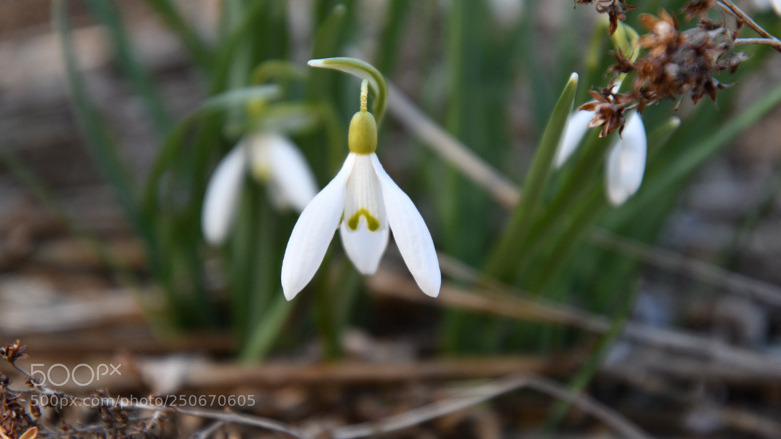 Nikon D7500 sample photo. Bell flower photography