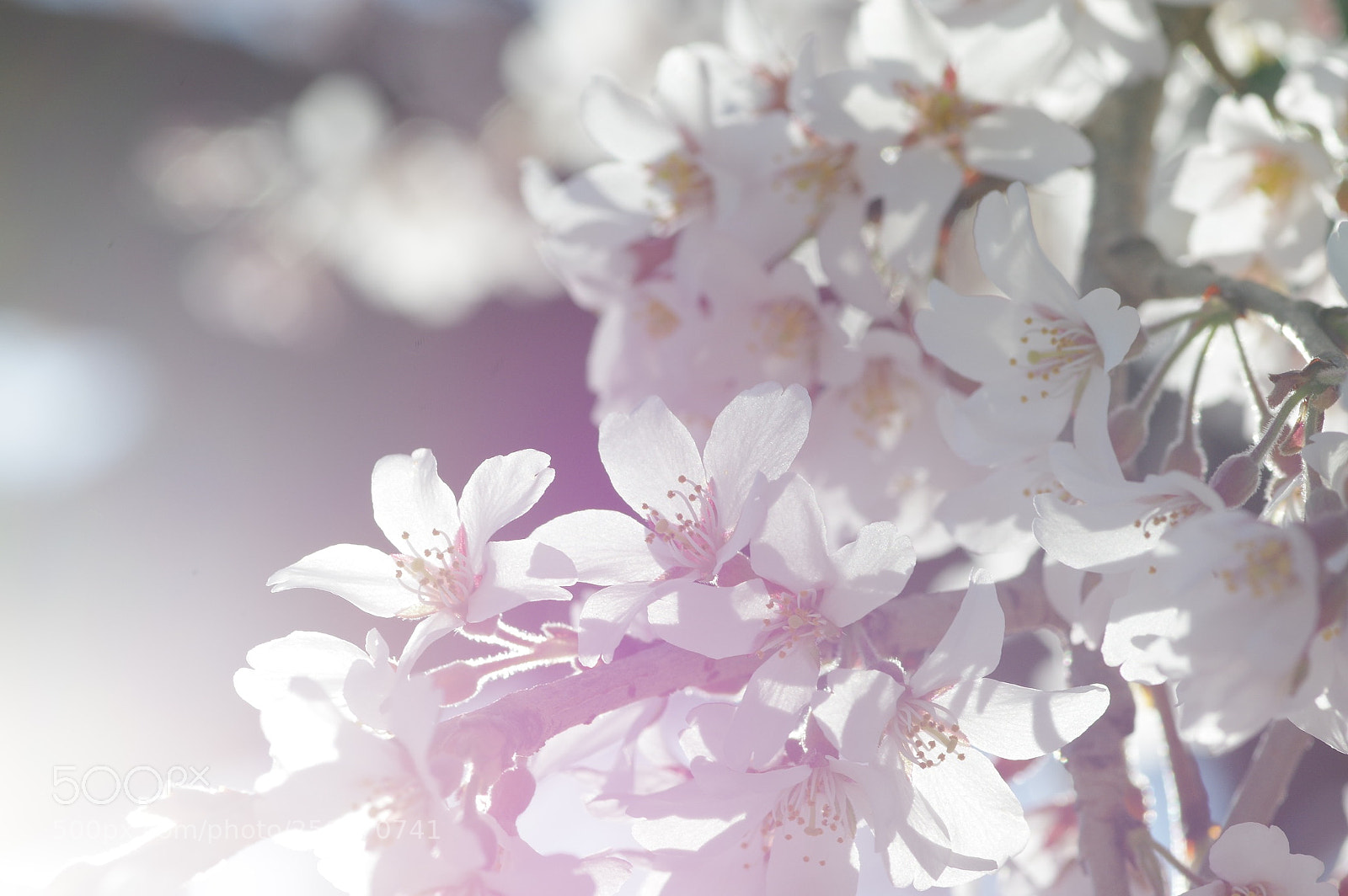 Pentax K-3 II sample photo. Sakura photography