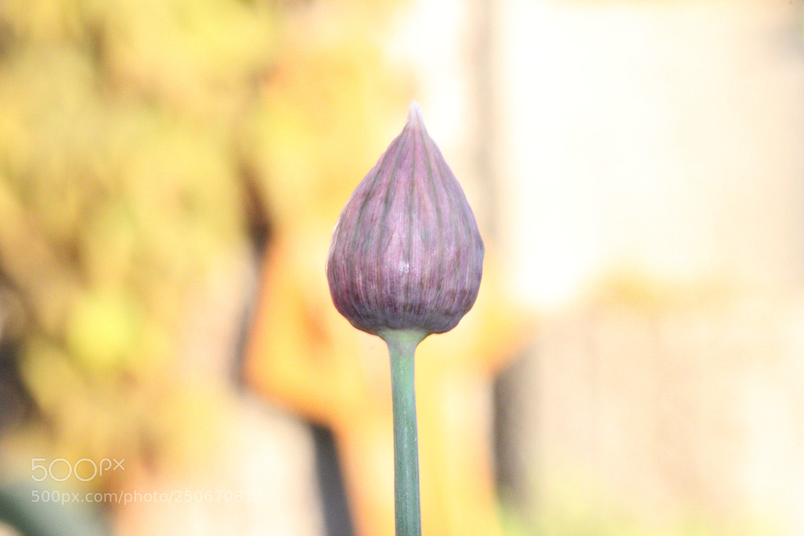 Canon EOS 500D (EOS Rebel T1i / EOS Kiss X3) sample photo. Wild chive photography