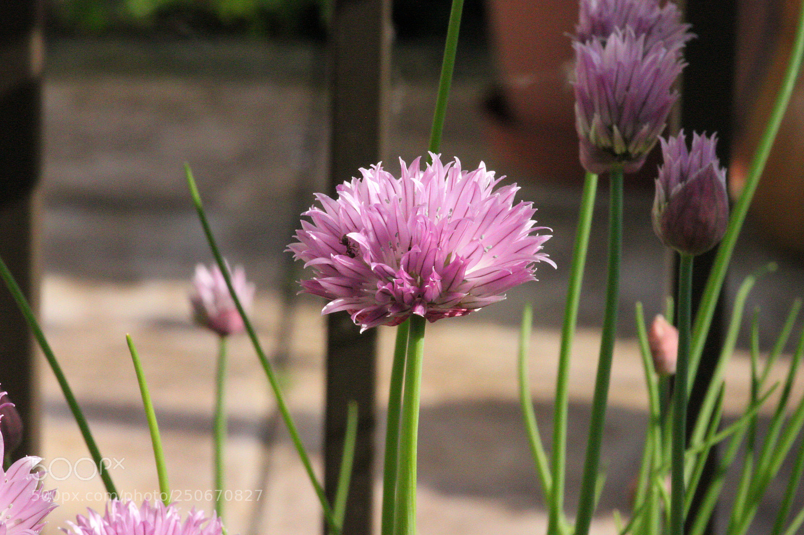 Canon EOS 500D (EOS Rebel T1i / EOS Kiss X3) sample photo. Wild chive photography