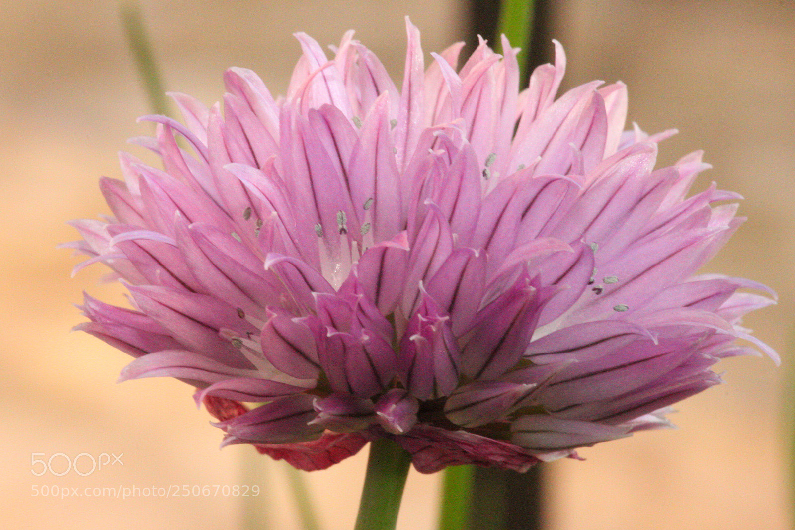 Canon EOS 500D (EOS Rebel T1i / EOS Kiss X3) sample photo. Wild chive photography