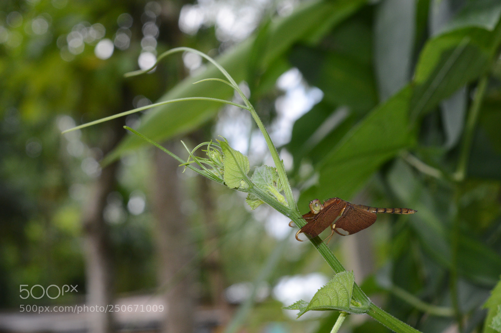 Nikon D3200 sample photo. Dsc photography