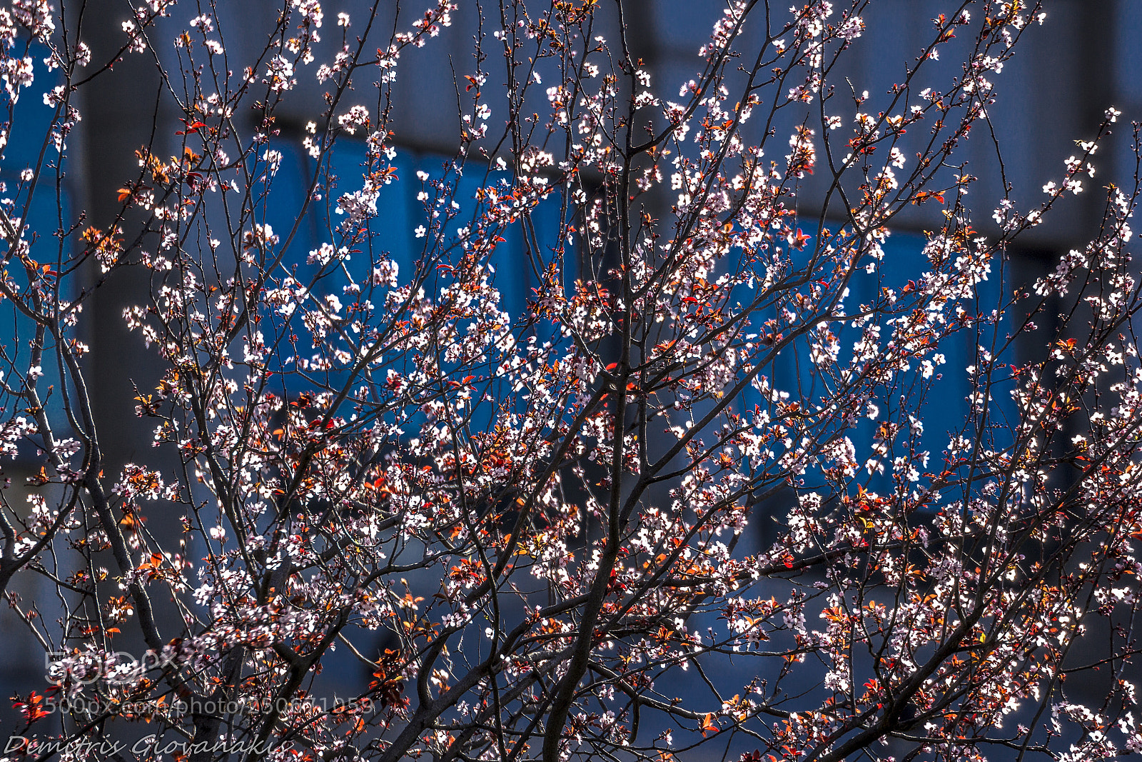 Canon EOS 60D sample photo. Spring time, greece  photography