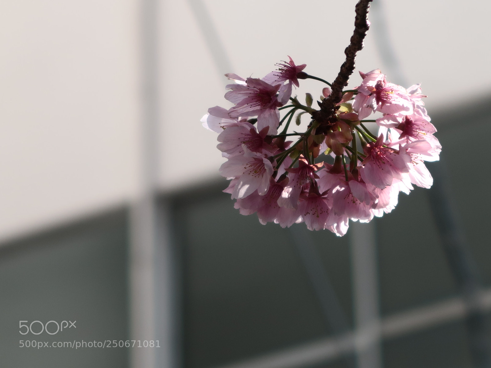 Canon PowerShot G7 X Mark II sample photo. Img photography