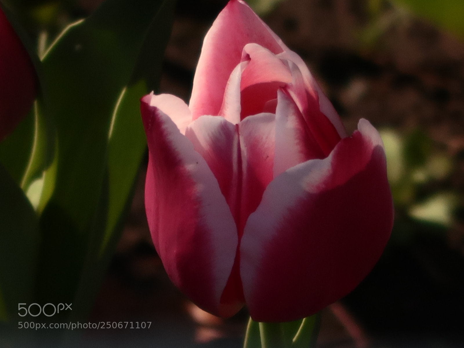 Canon PowerShot G7 X Mark II sample photo. Img photography