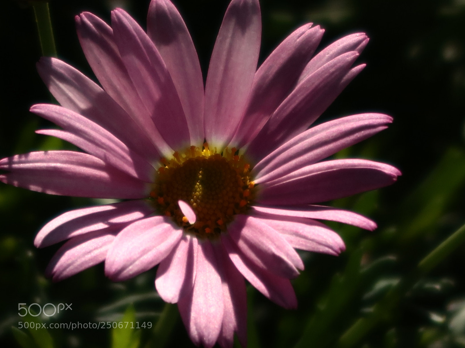 Canon PowerShot G7 X Mark II sample photo. Img photography