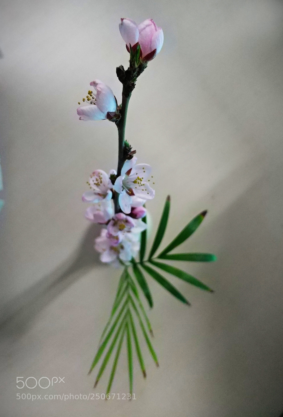 Xiaomi MI6 sample photo. Flower photography