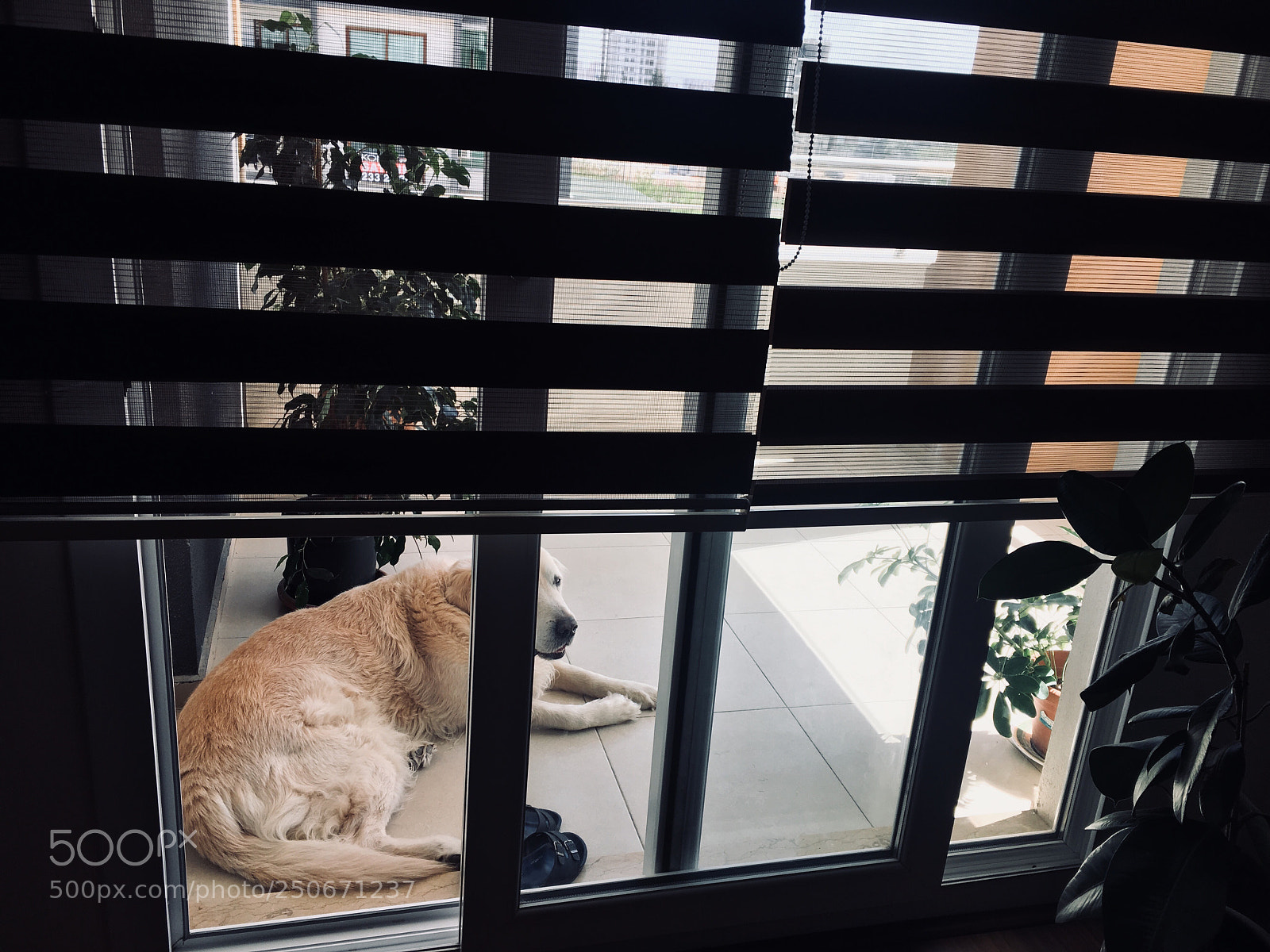 Apple iPhone 6s Plus sample photo. Untitled photography