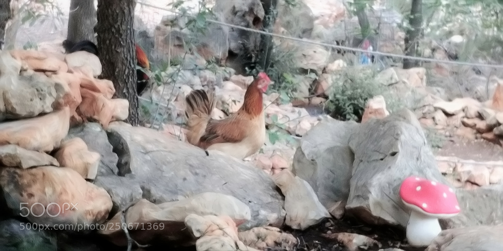 LG G6 sample photo. Monkey park - yodfat photography