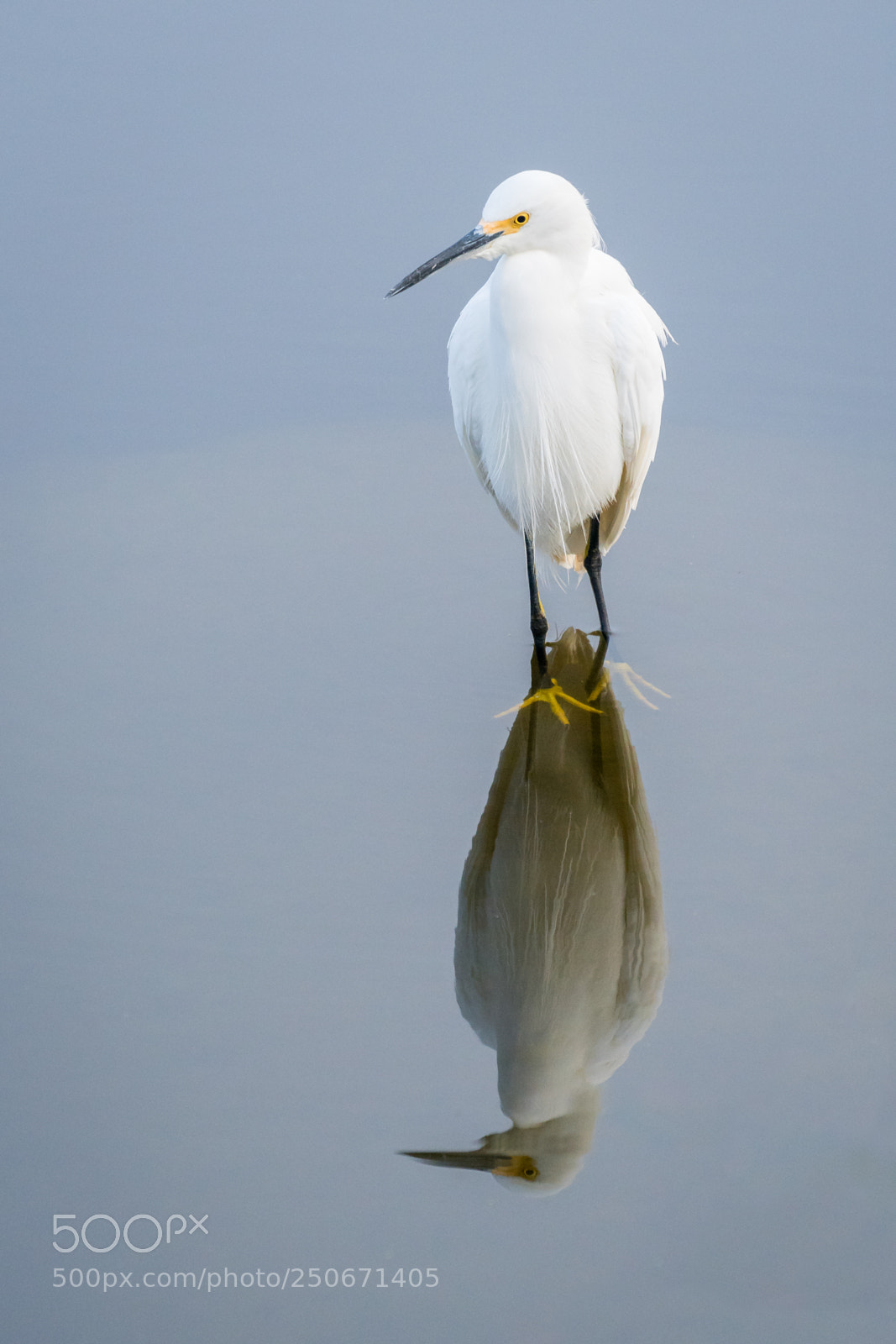 Sony a6500 sample photo. Snowy egret photography