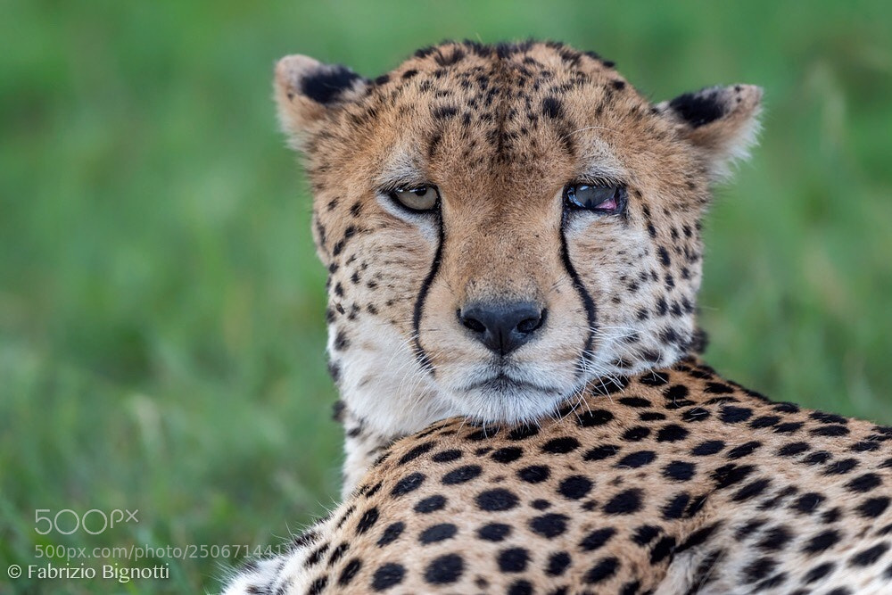 Nikon D5 sample photo. What a beautiful cheetah photography