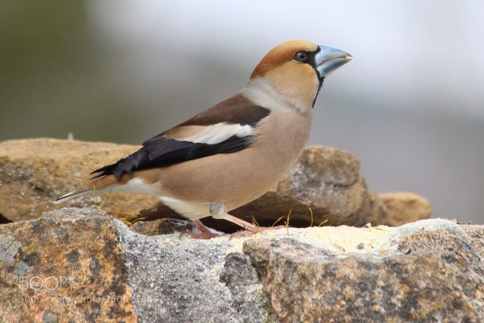 Canon EOS 700D (EOS Rebel T5i / EOS Kiss X7i) sample photo. Hawfinch photography