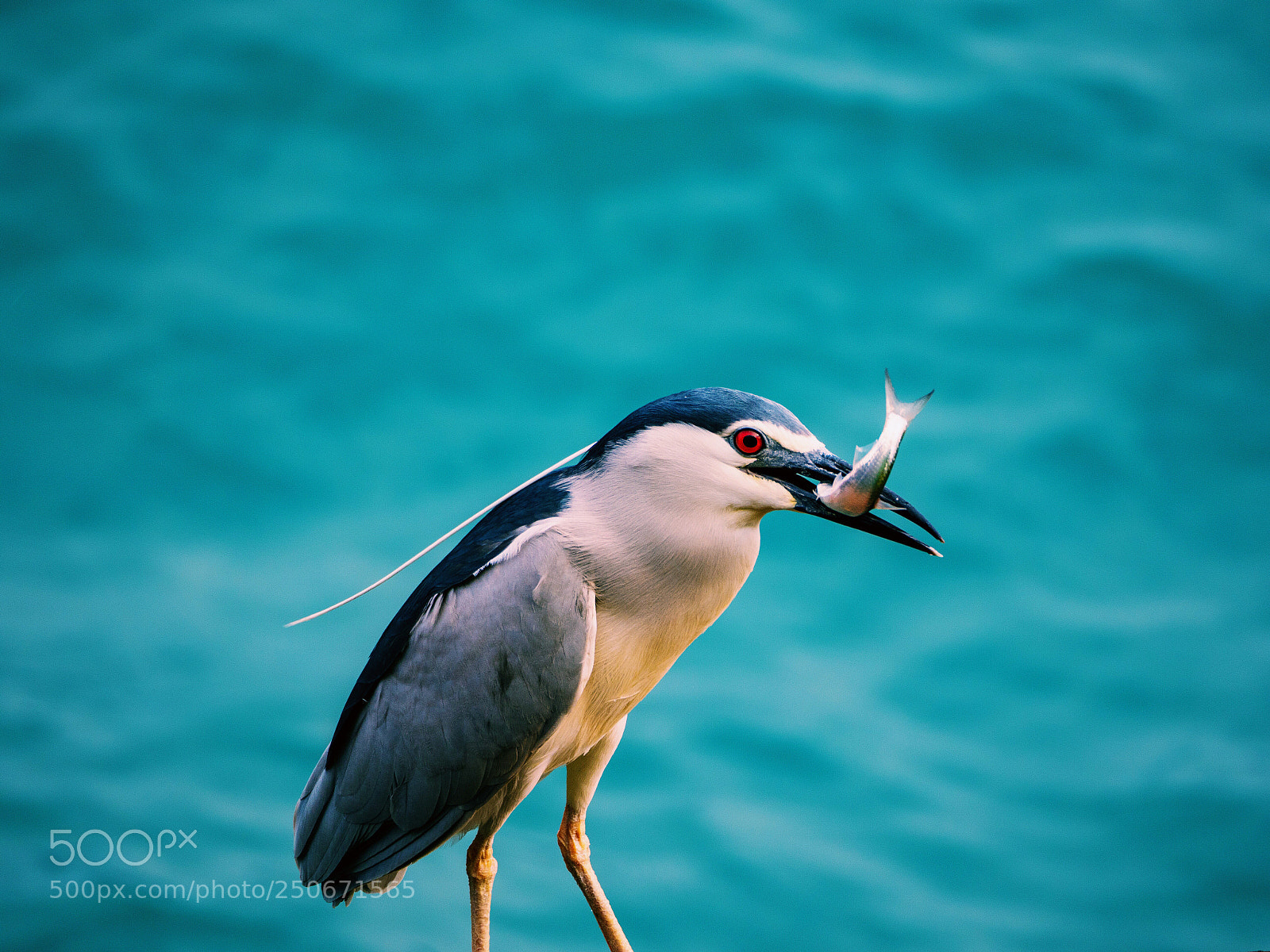 Olympus PEN-F sample photo. Bird #1 photography